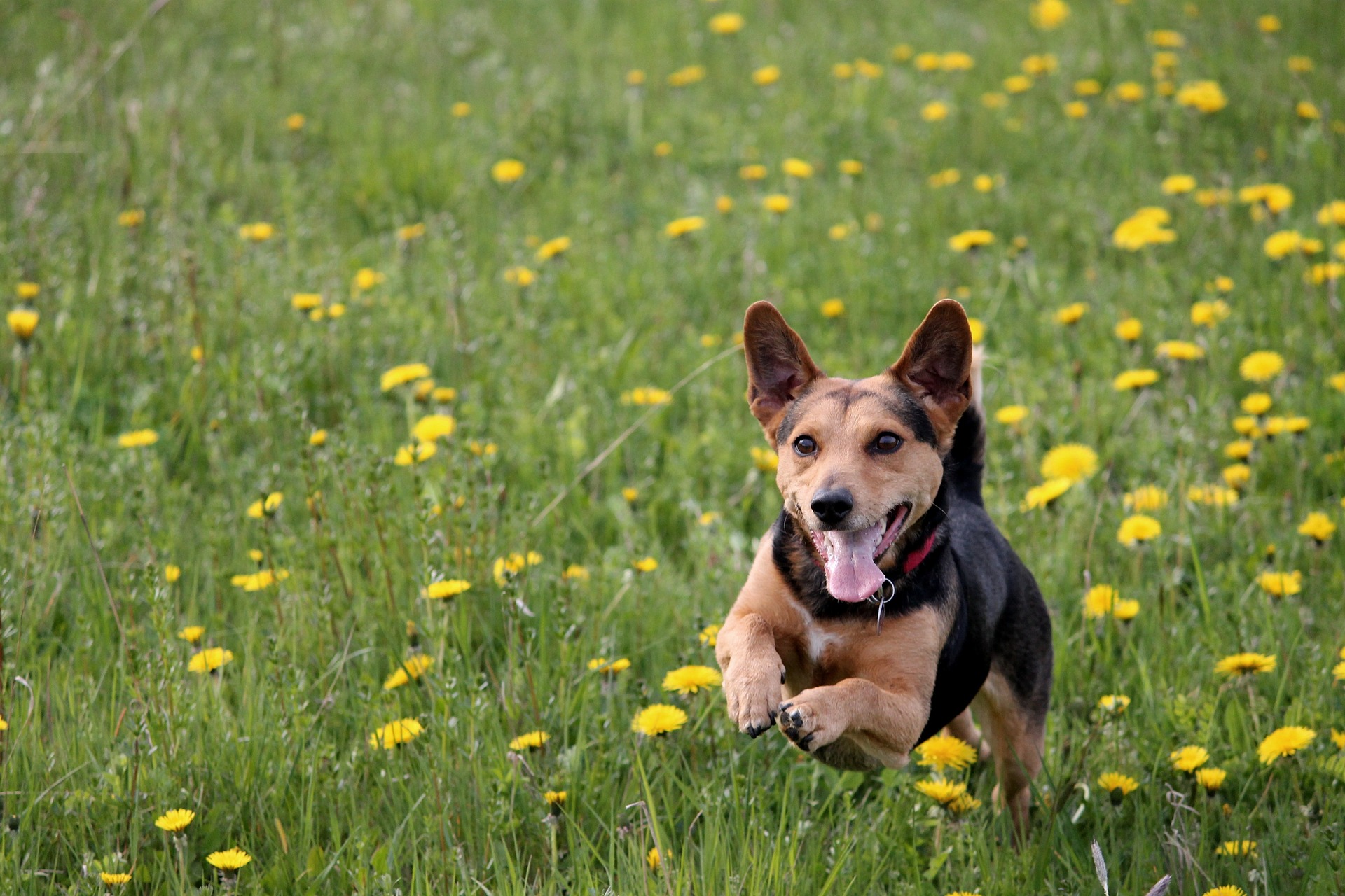 Online Vet Appointment Cape Coral FL