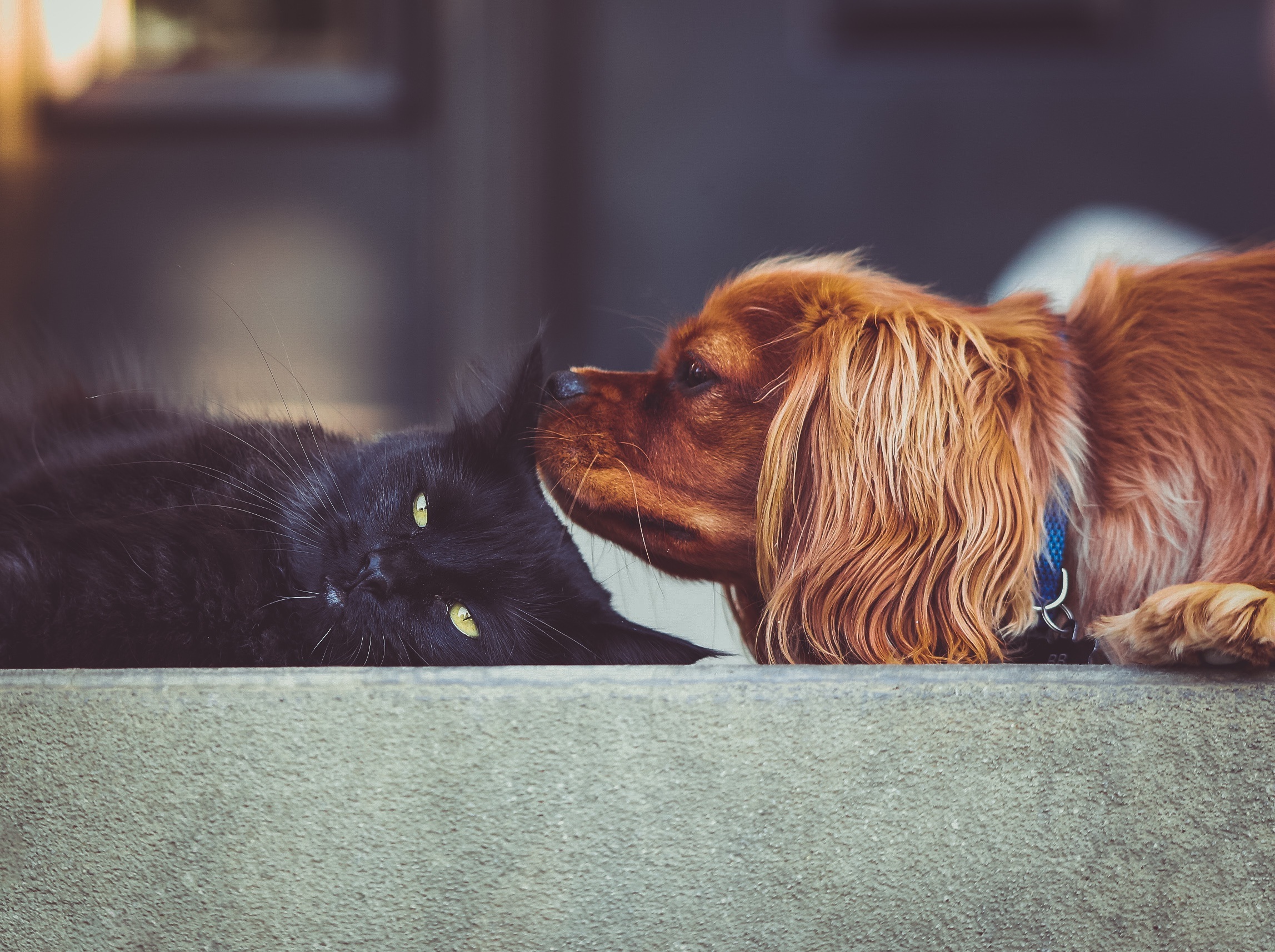 Veterinarian McKinney TX