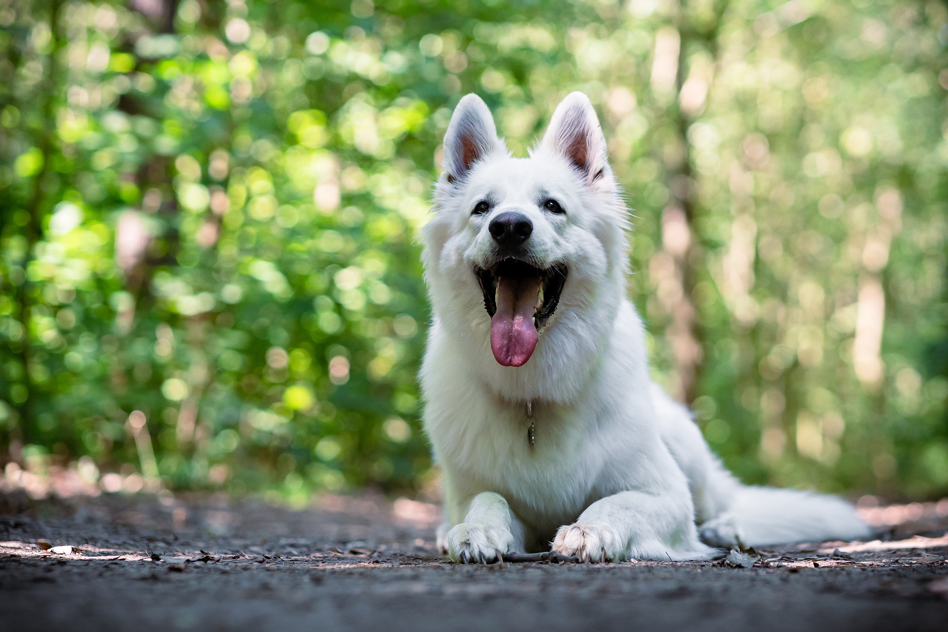 Best Vets Overland Park KS