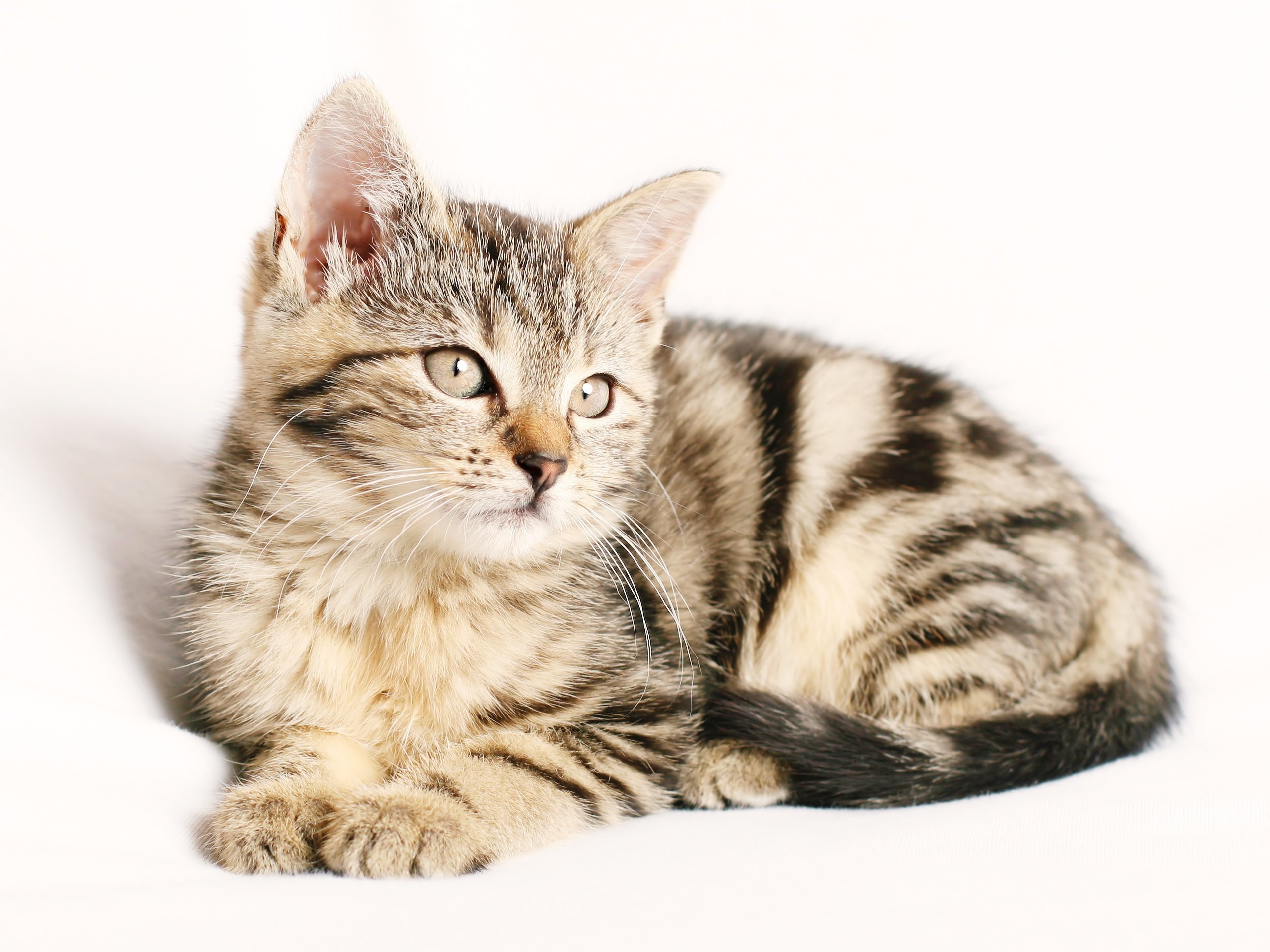 Veterinarian Tallahassee FL
