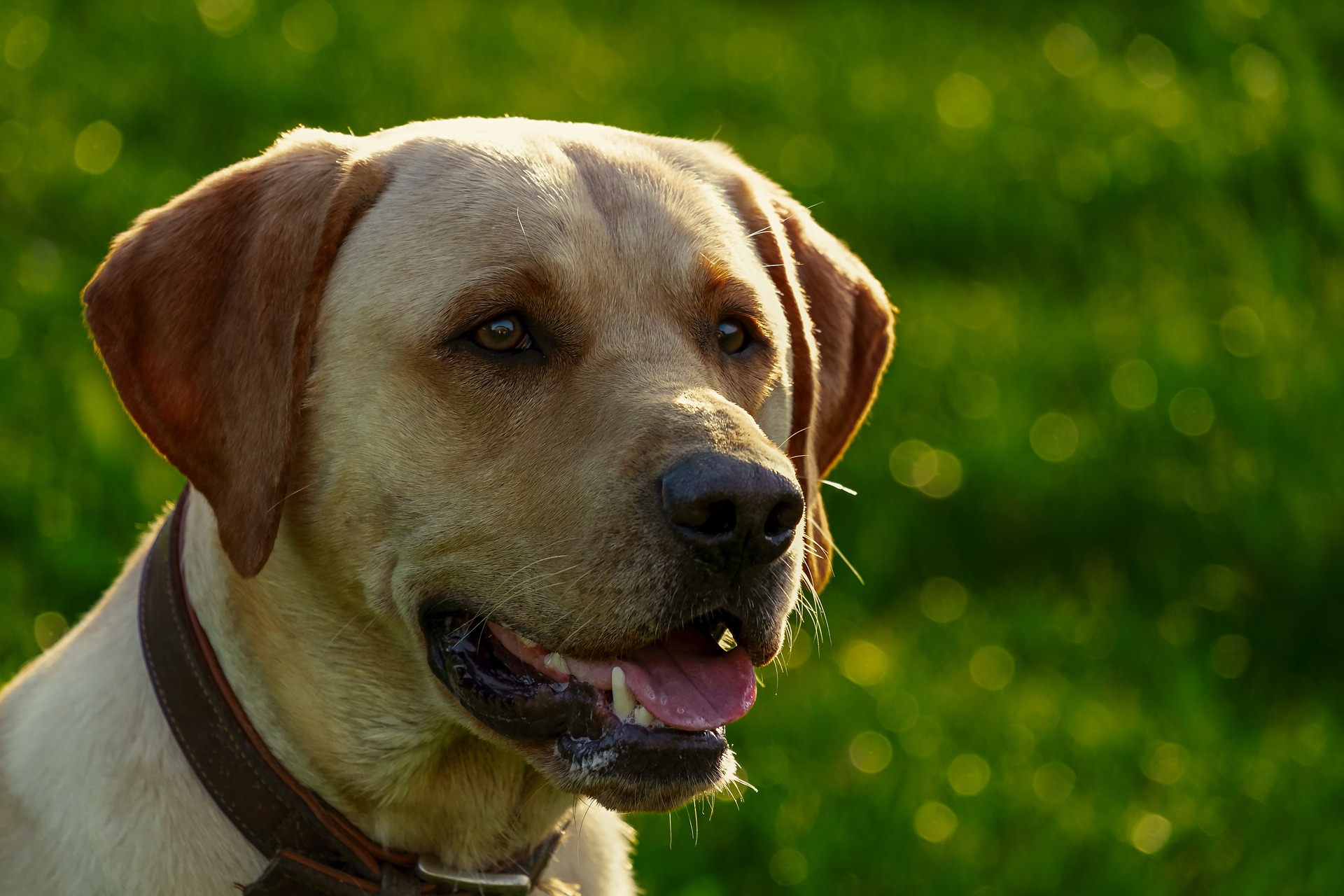 Online Vet Vancouver WA