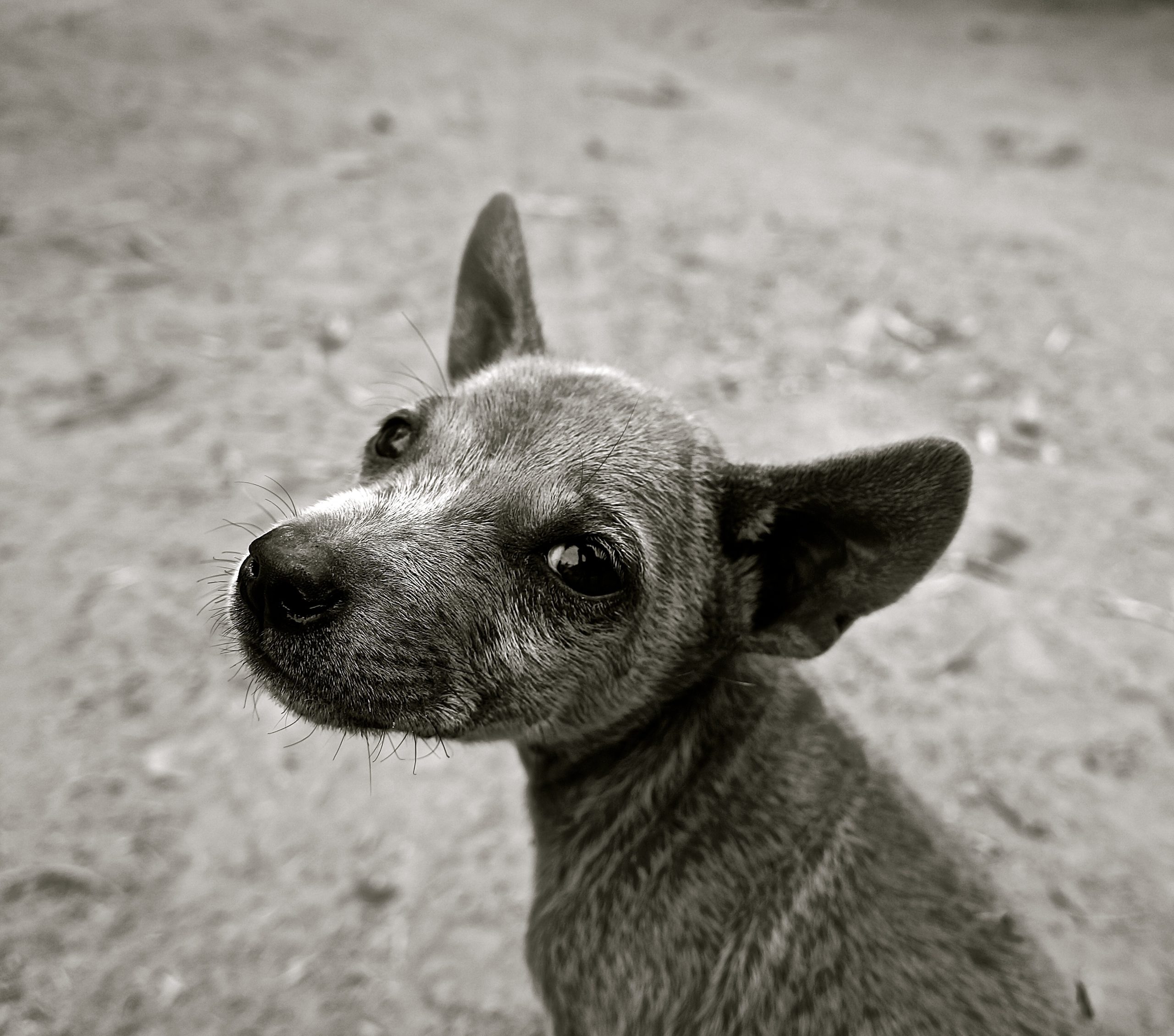 Veterinarian Laredo TX