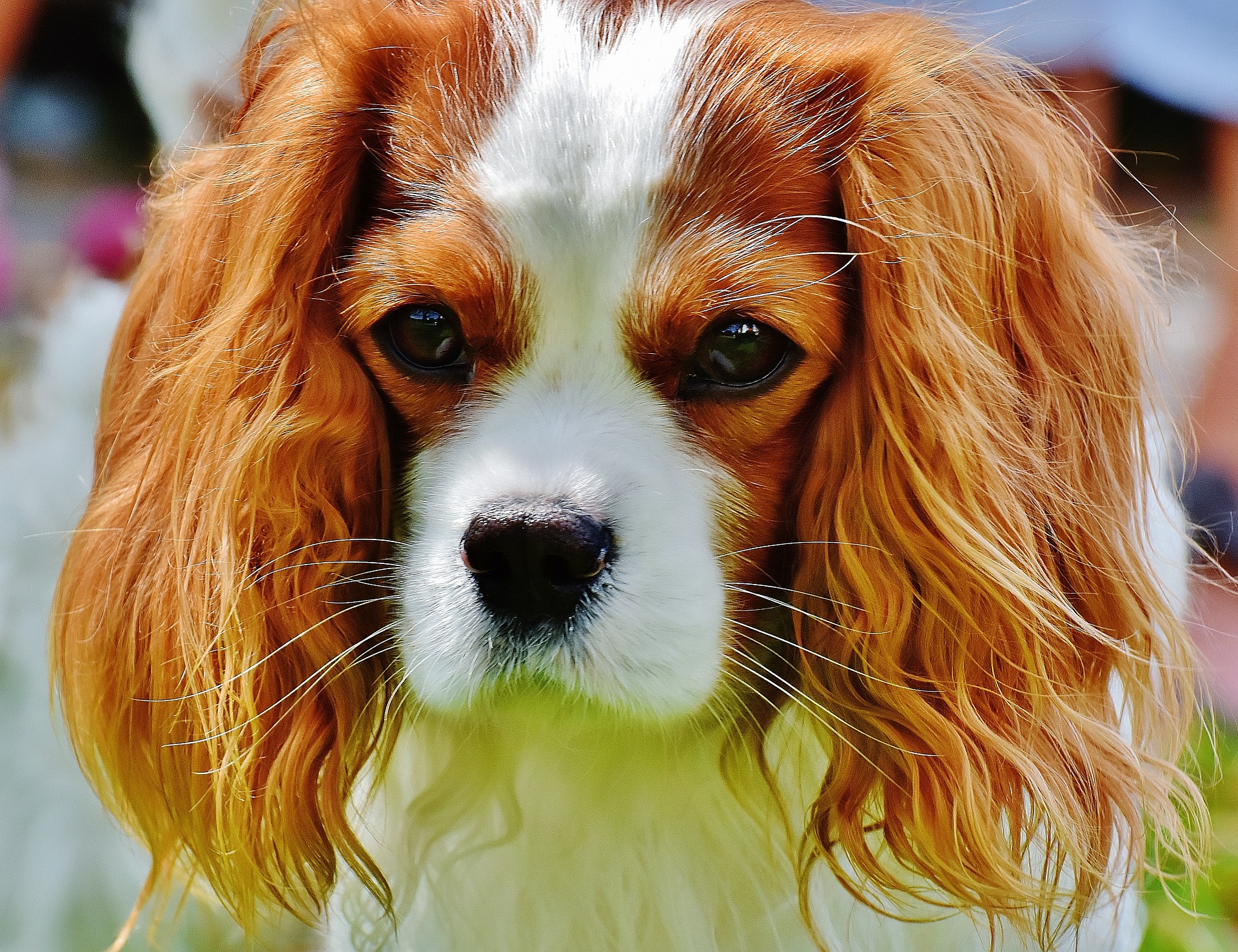 Best Vets Hialeah FL