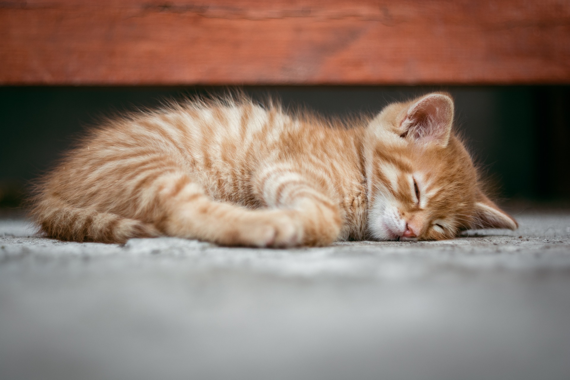 Veterinarian Glendale AZ