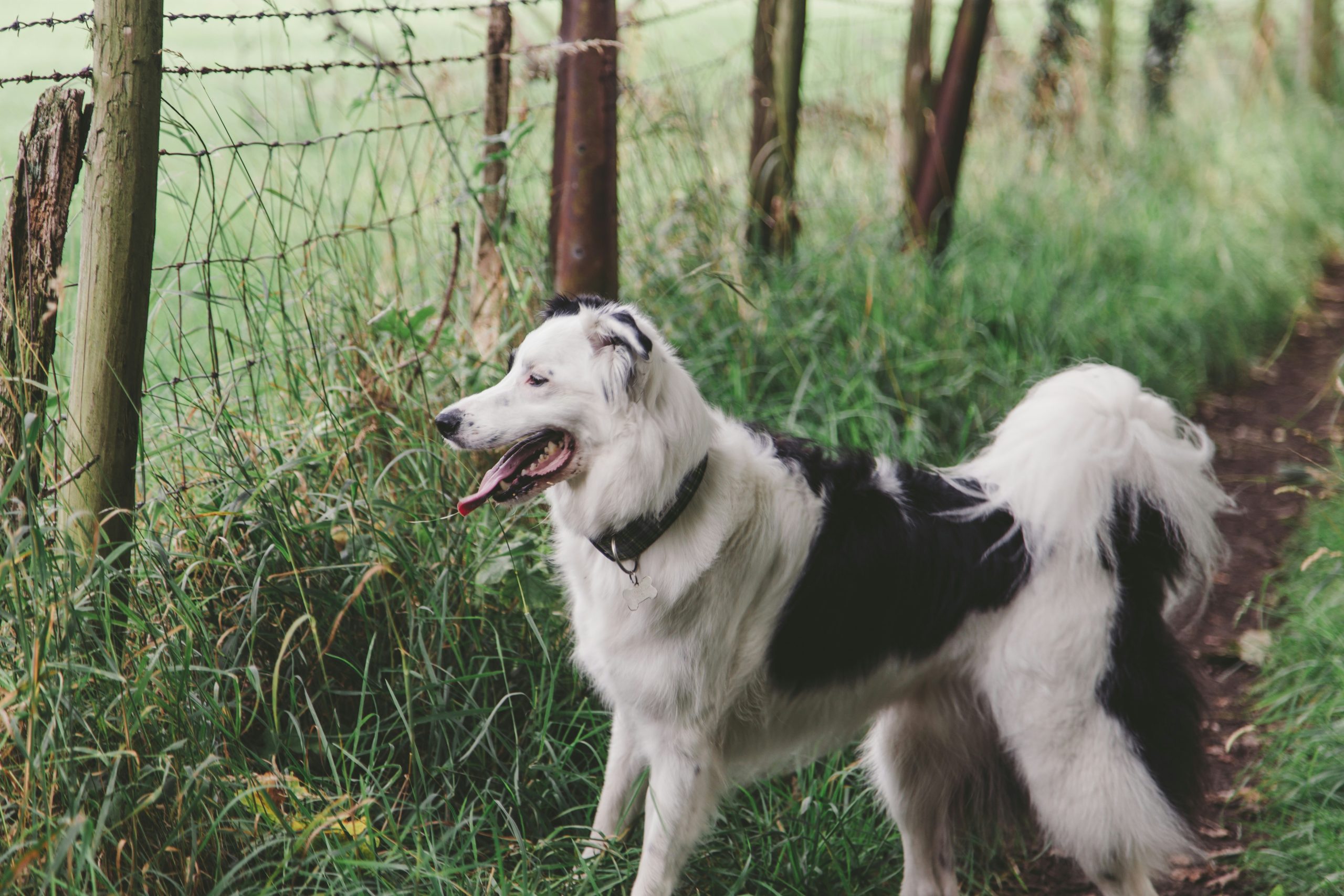 Online Vet in Salem OR