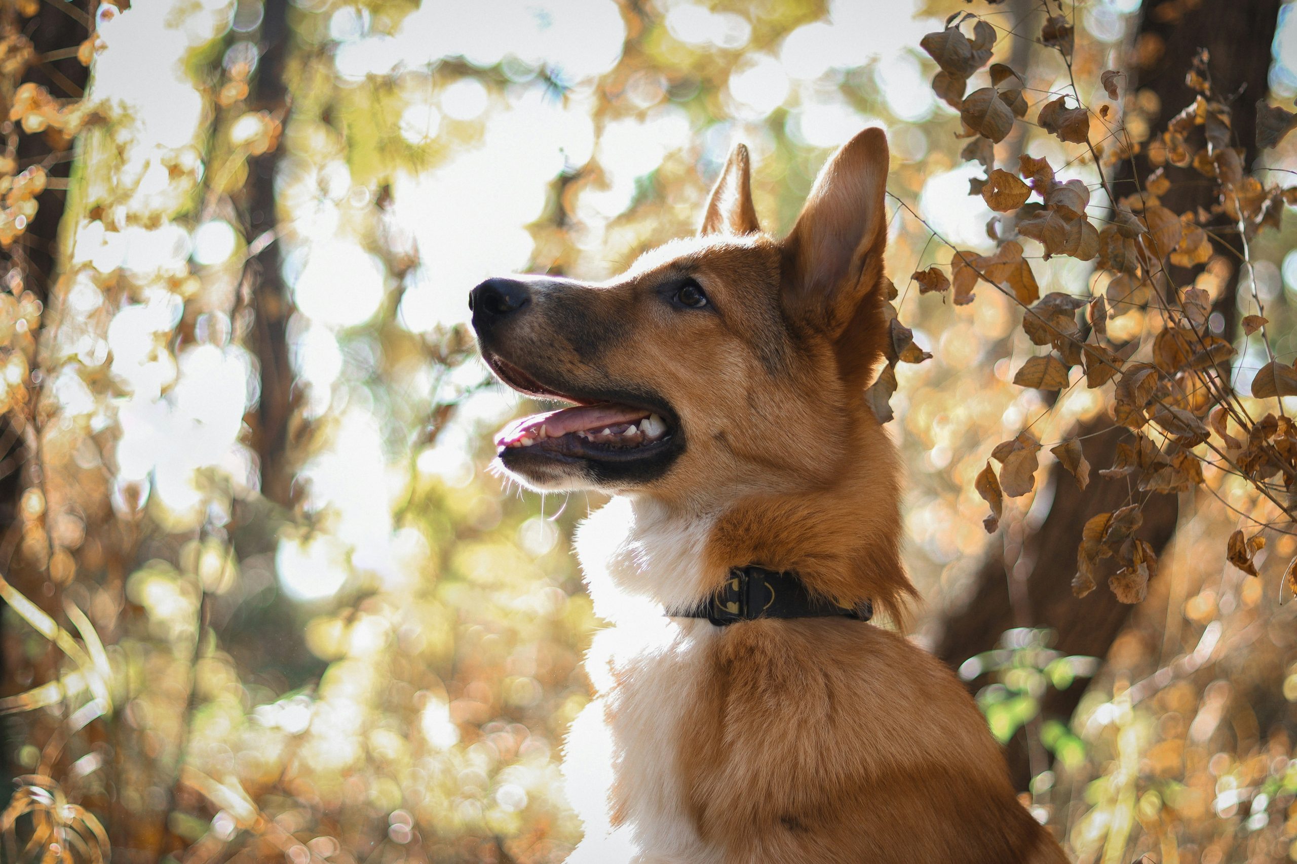 Online Vet in Garden Grove CA