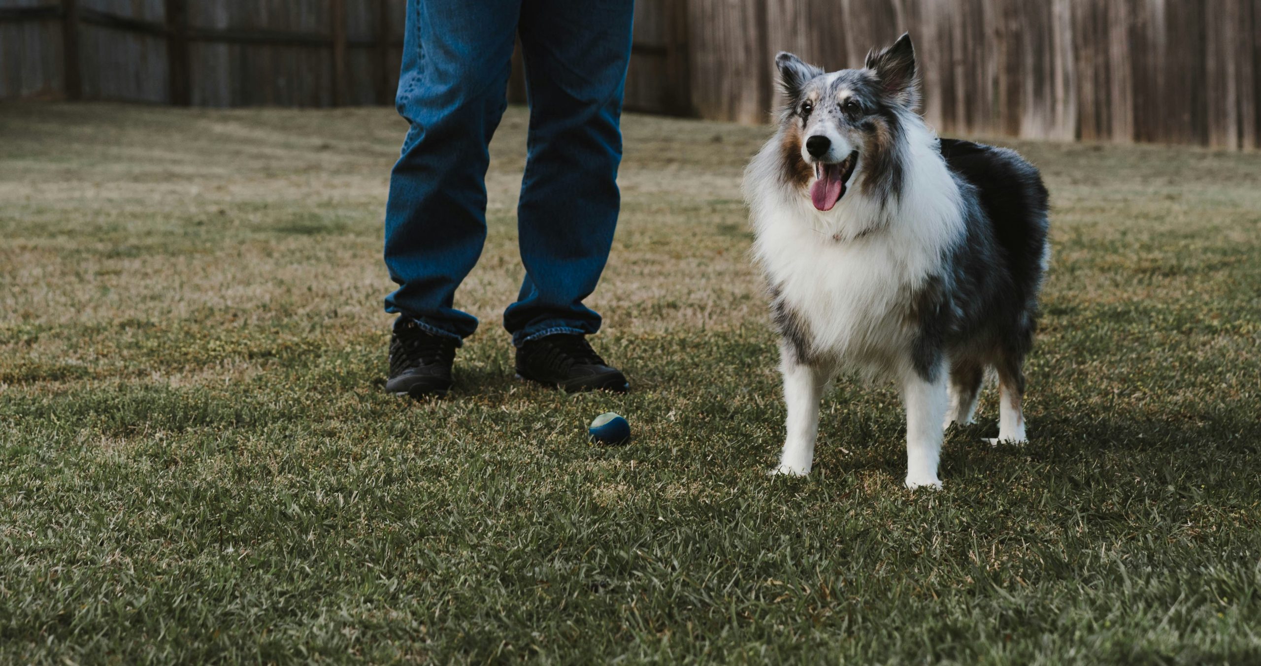 Online Vet in Elk Grove CA