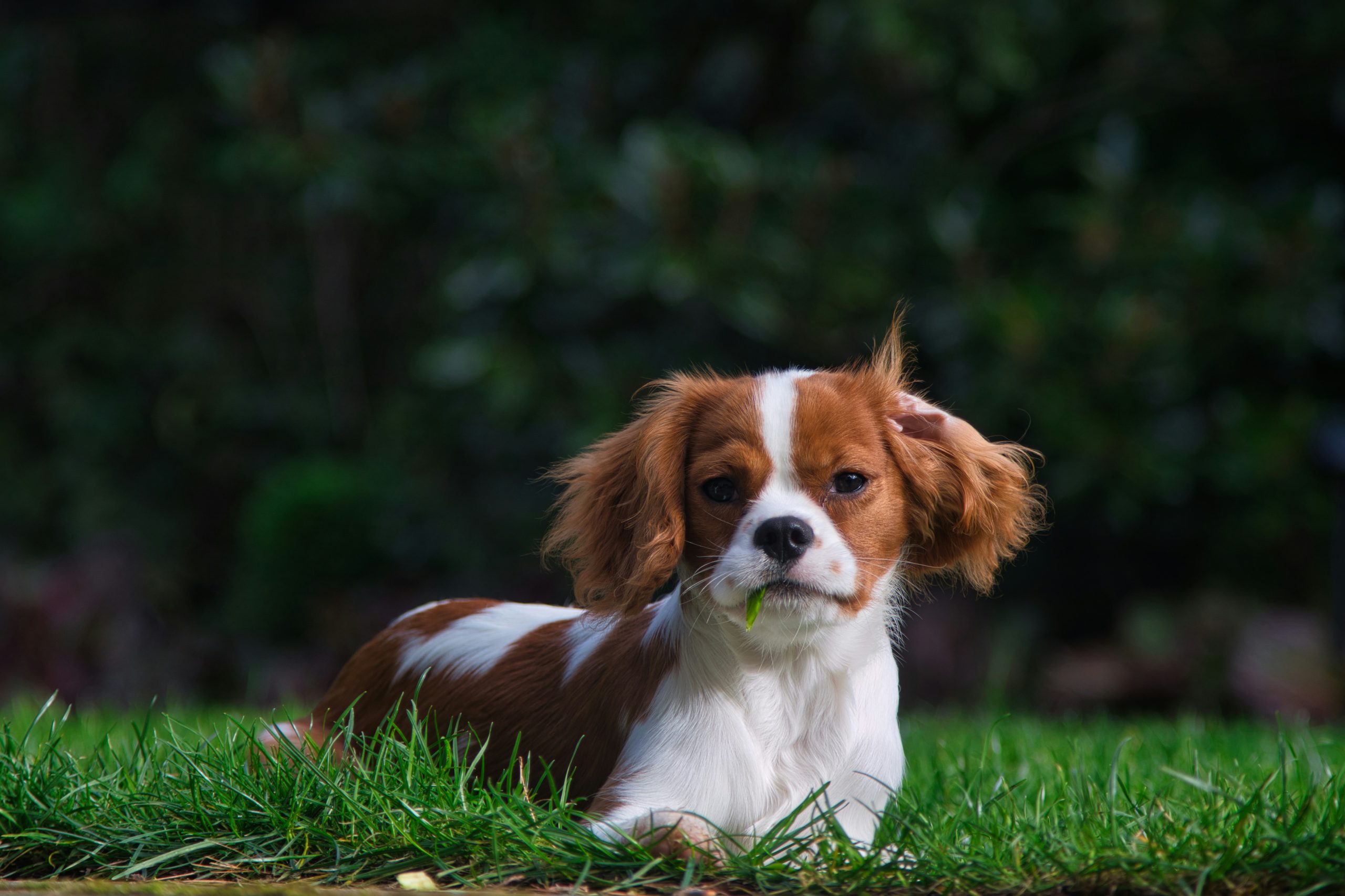 Online Vet in Fort Lauderdale FL