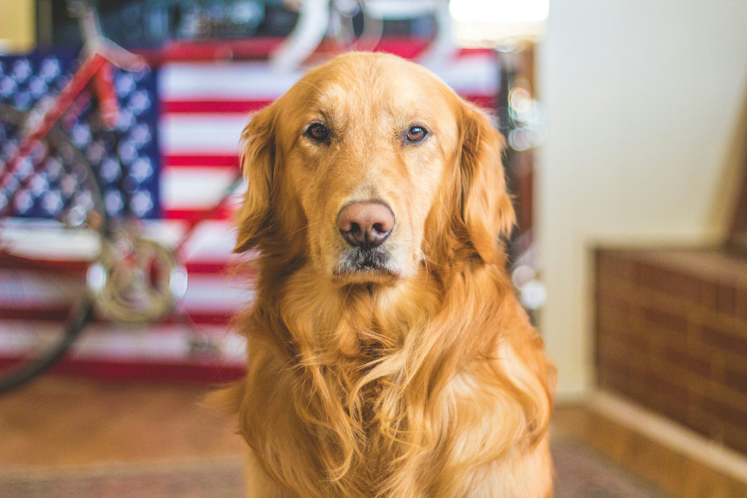 Online Vet in Lakewood CL