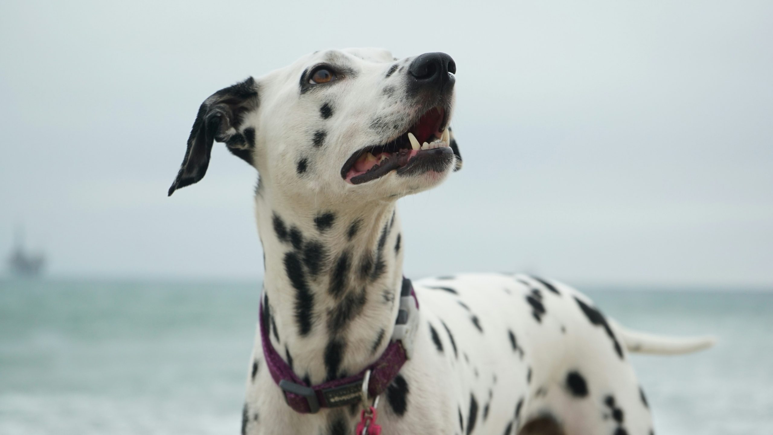Online Vet in Akron OH