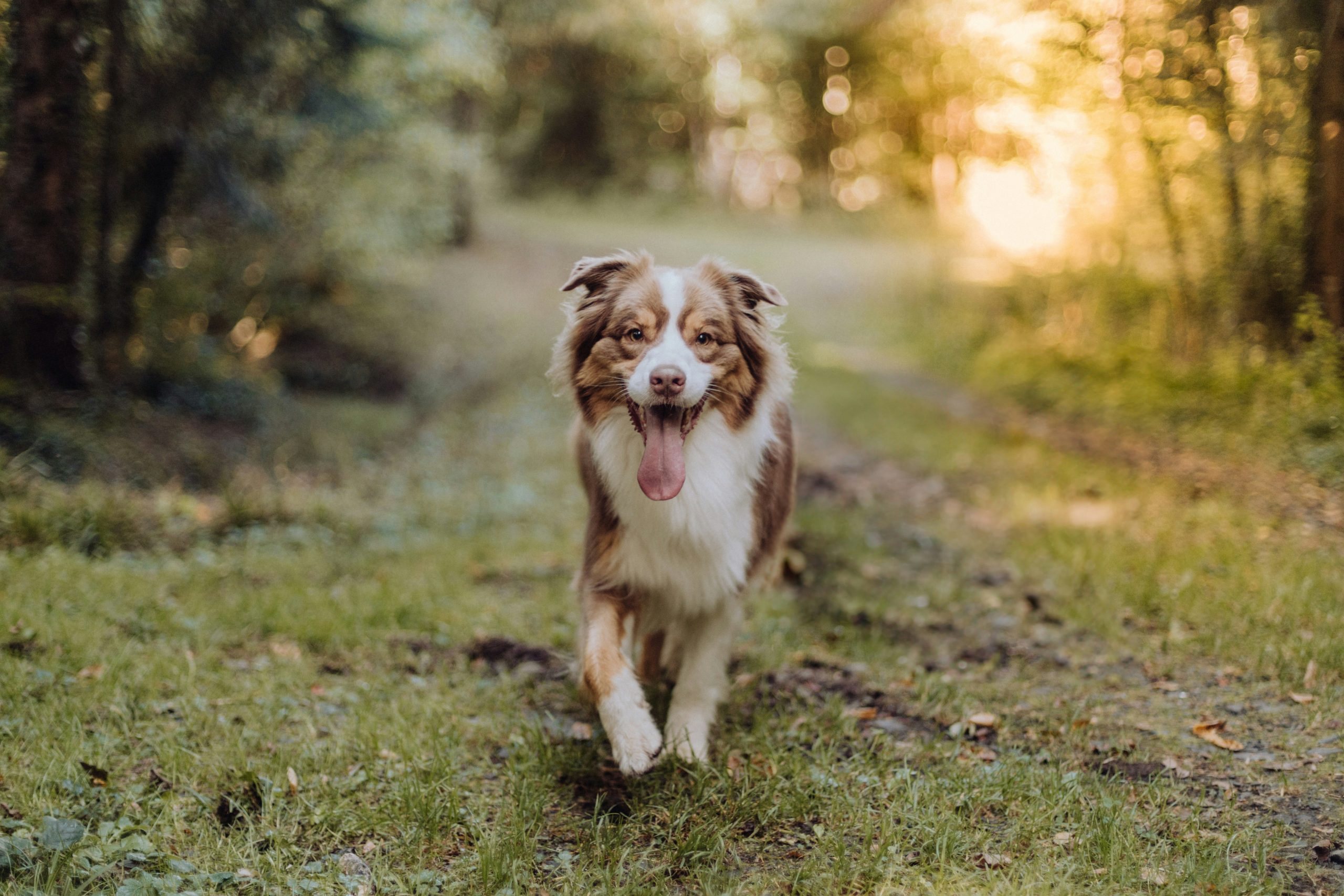 Online Vet in Garden Grove CA