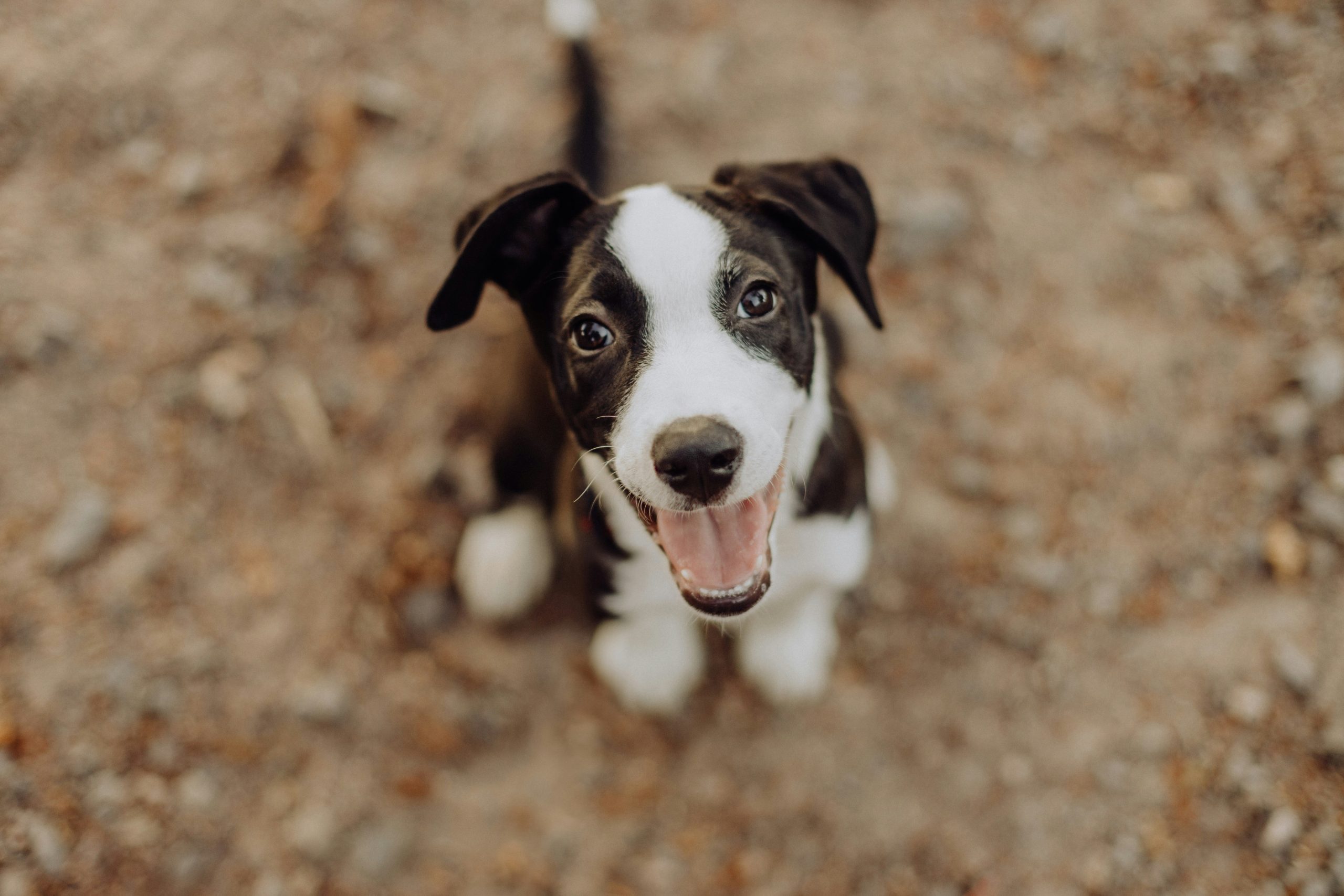 Online Vet in Rancho Cucamonga CA