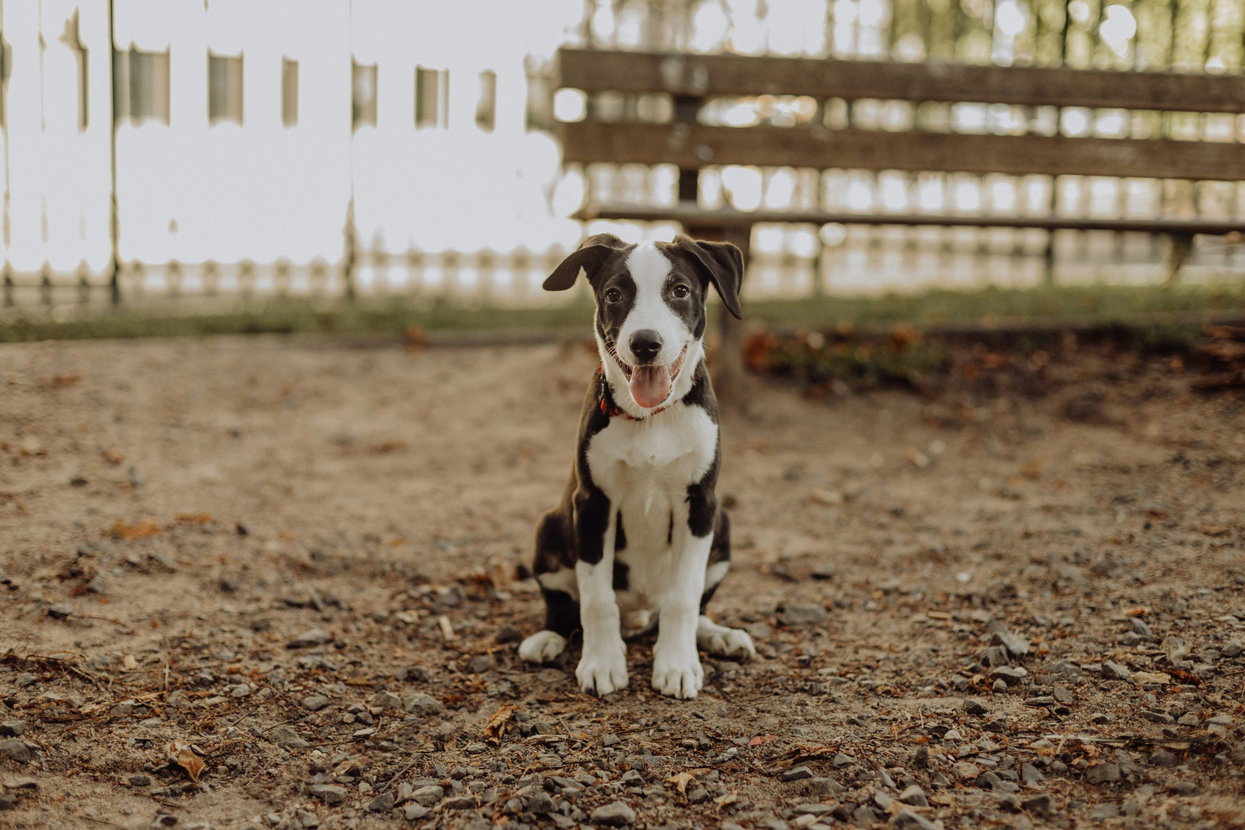 Online Vet in Oceanside CA