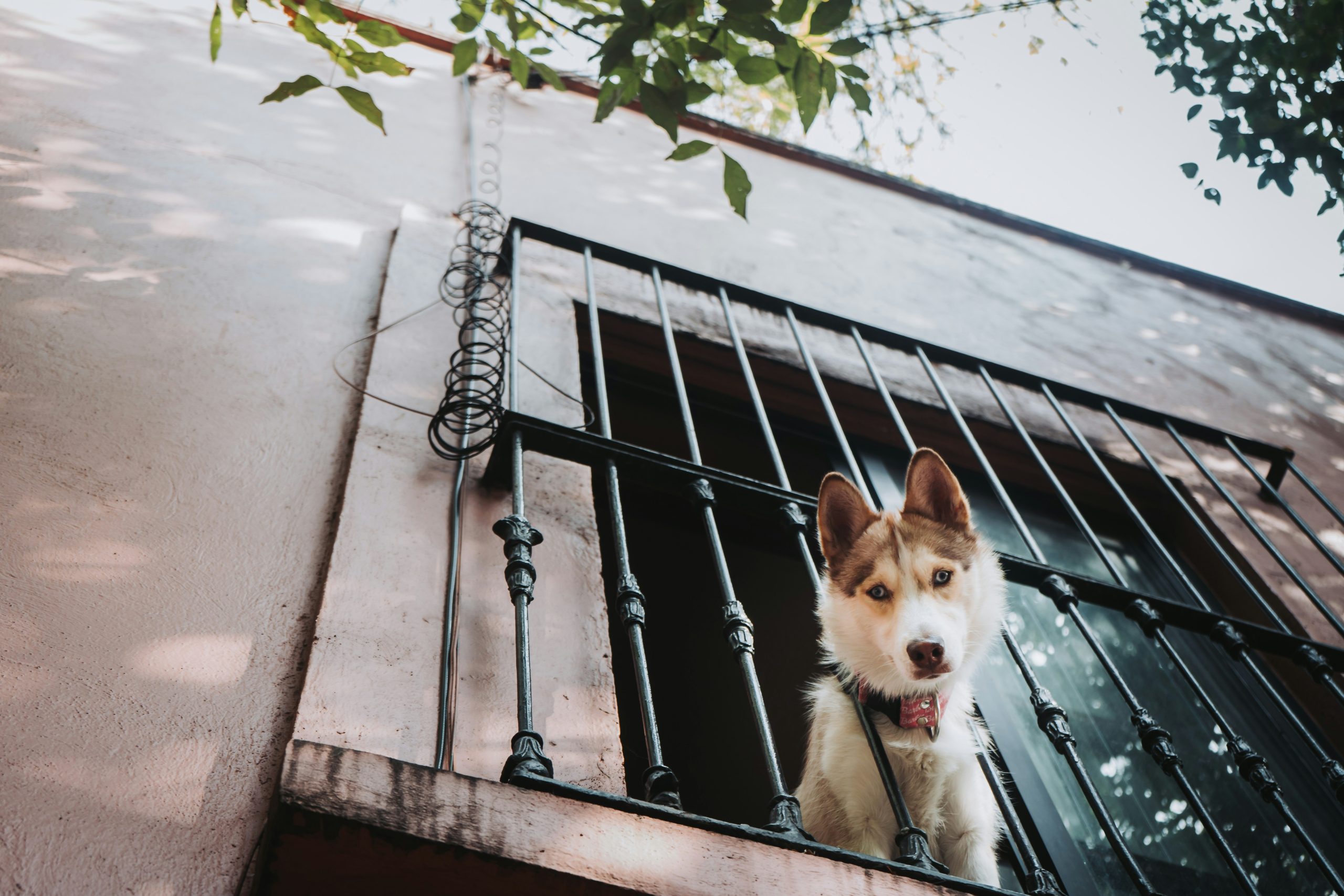 Online Vet in Fort Lauderdale FL