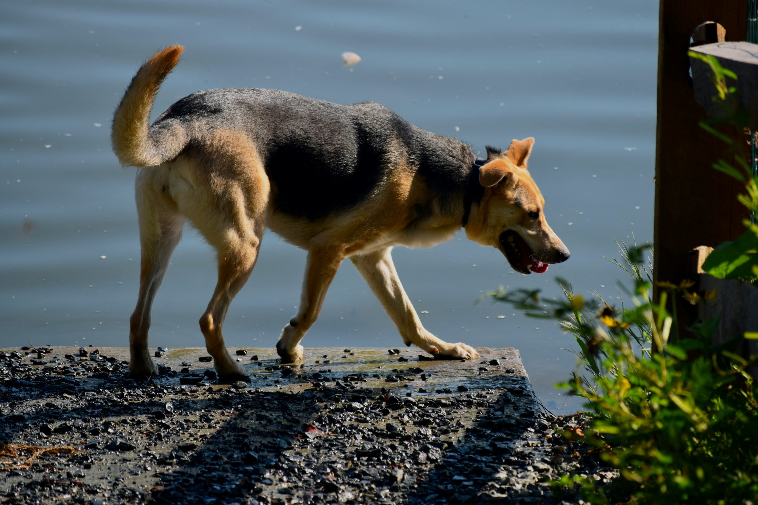 Online Vet in Cary NC