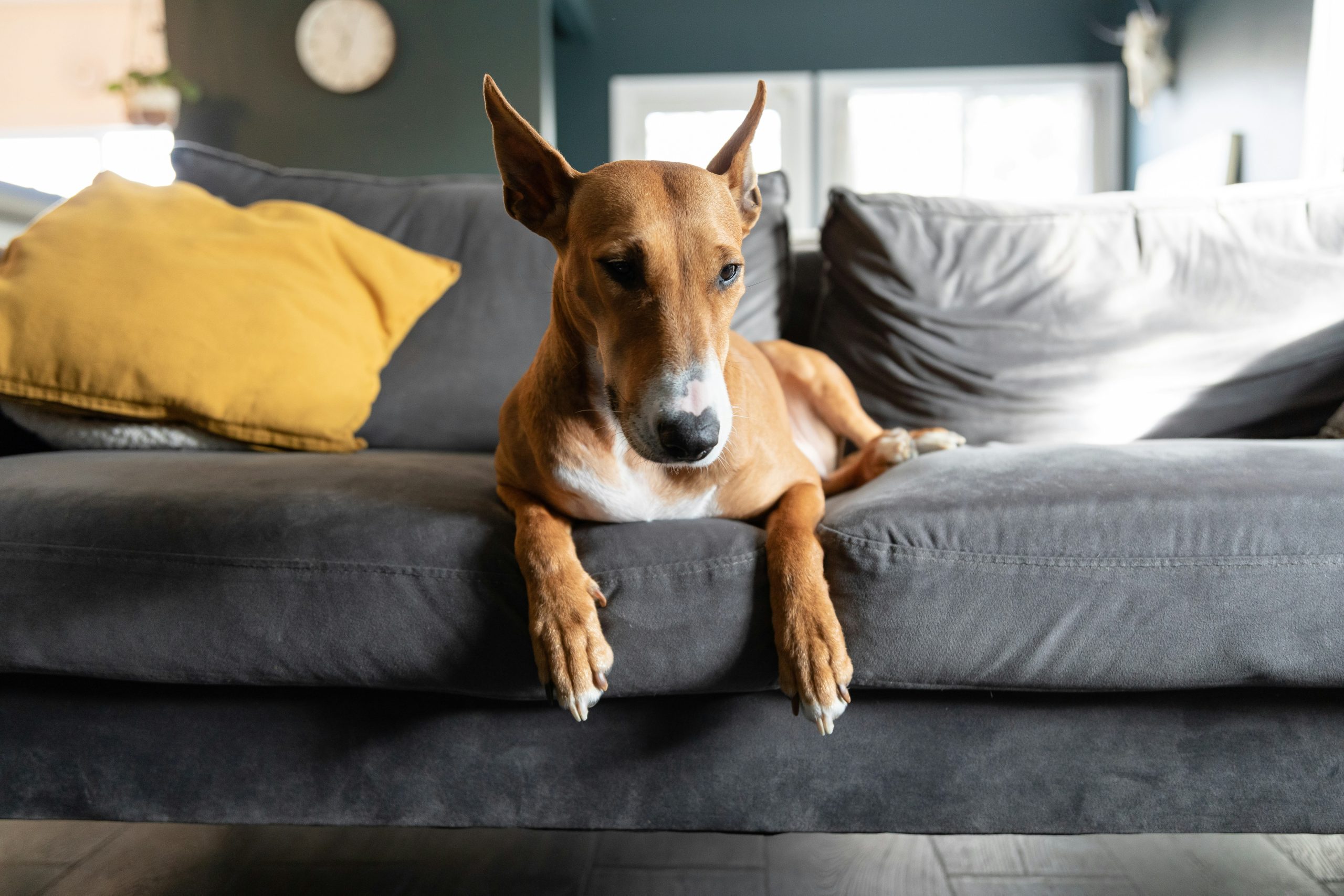 Online Vet in Akron OH