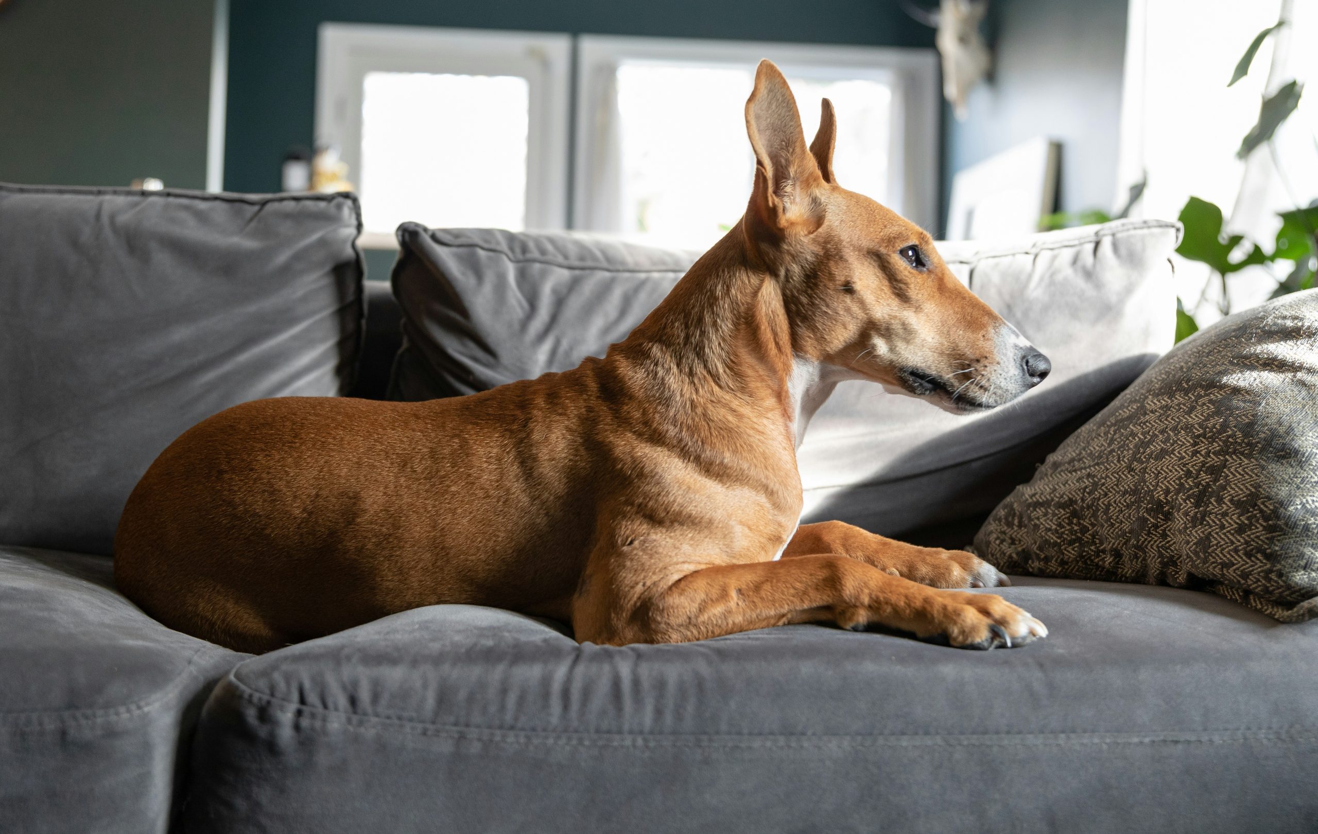 Online Vet in Clarksville TN
