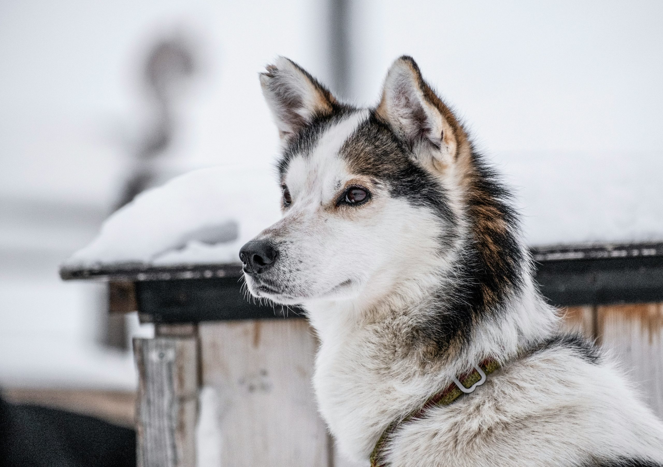 Online Vet in Oceanside CA