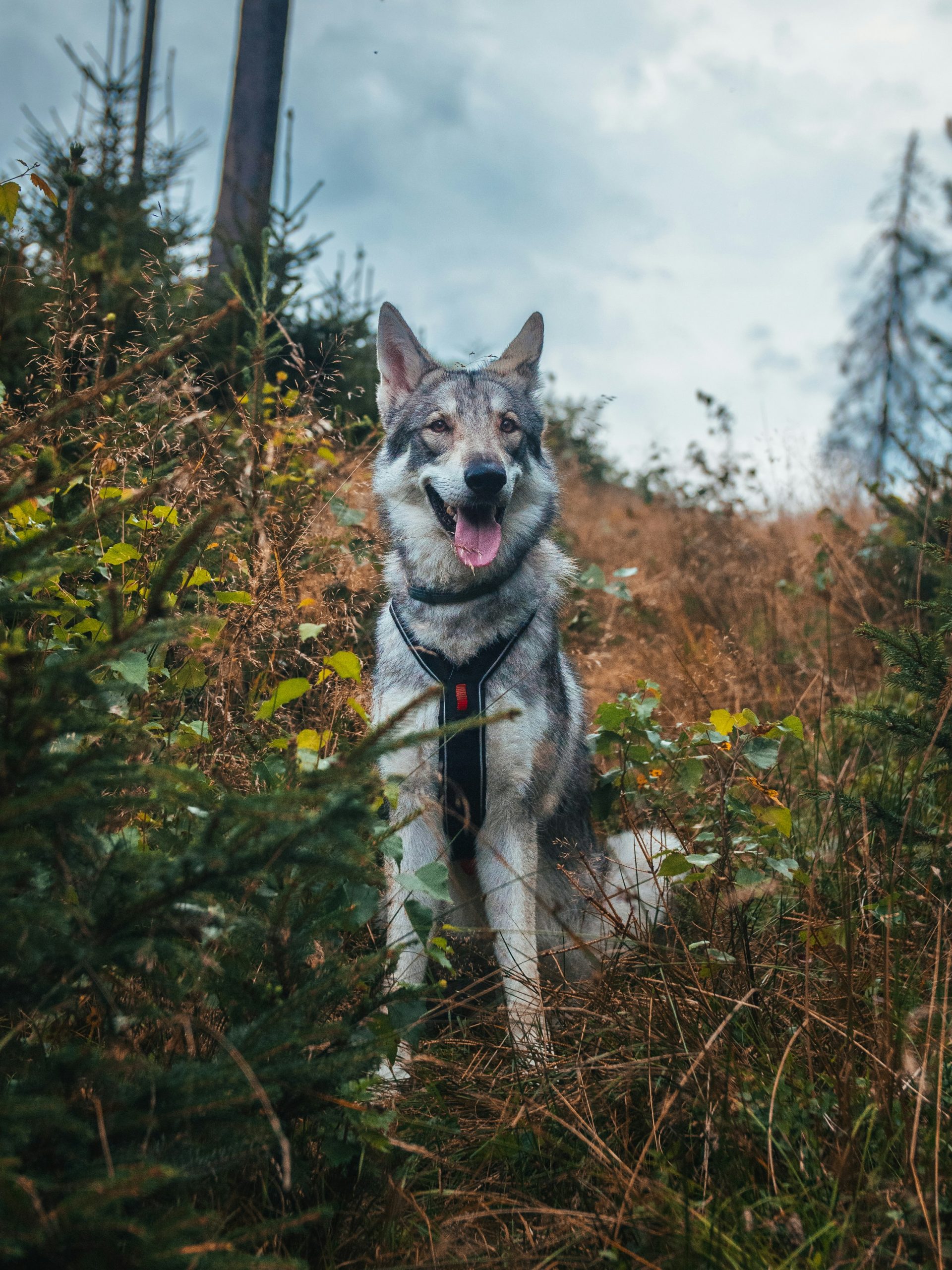 Online Vet in Hayward CA