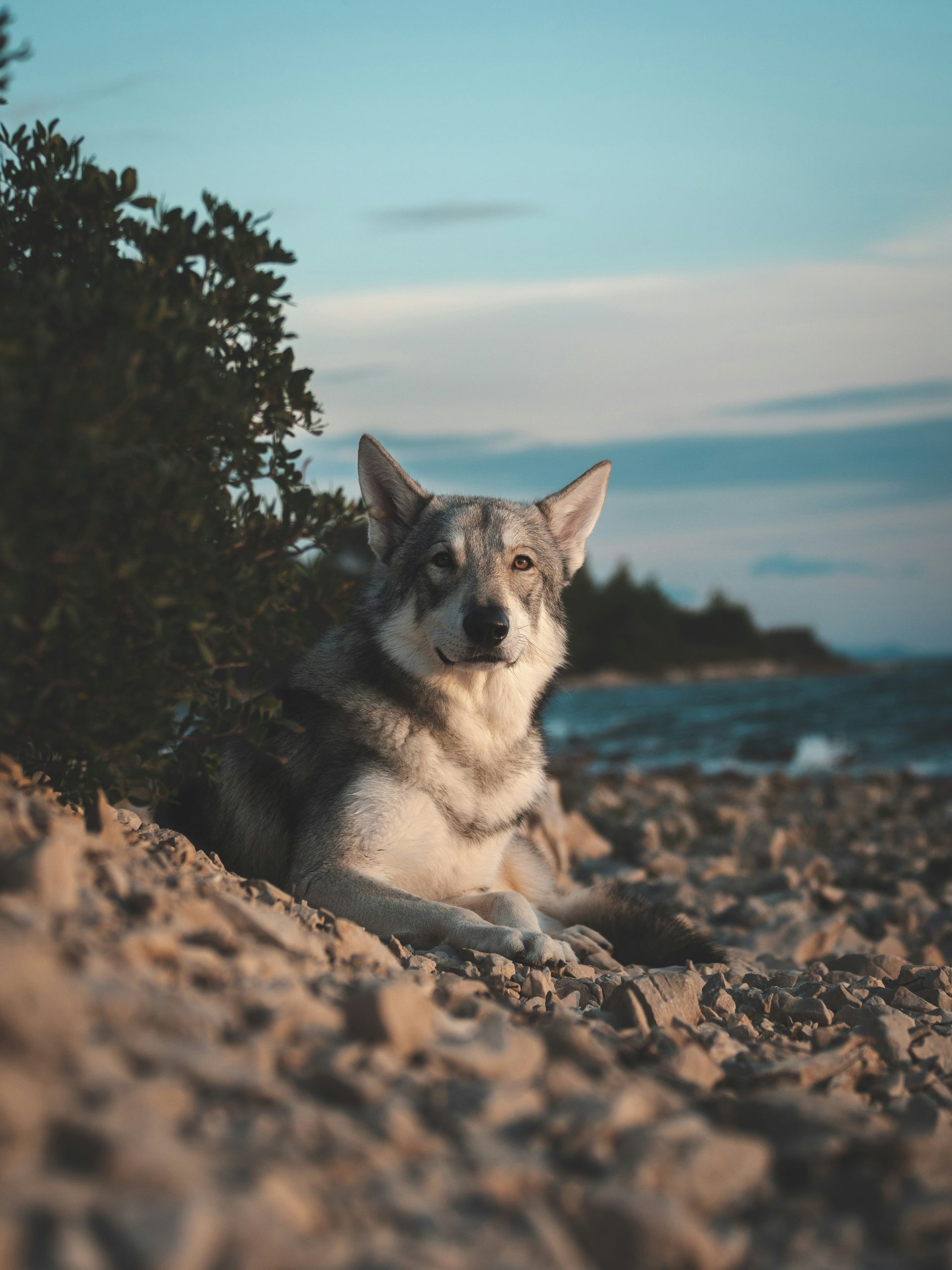 Online Vet in Macon GA