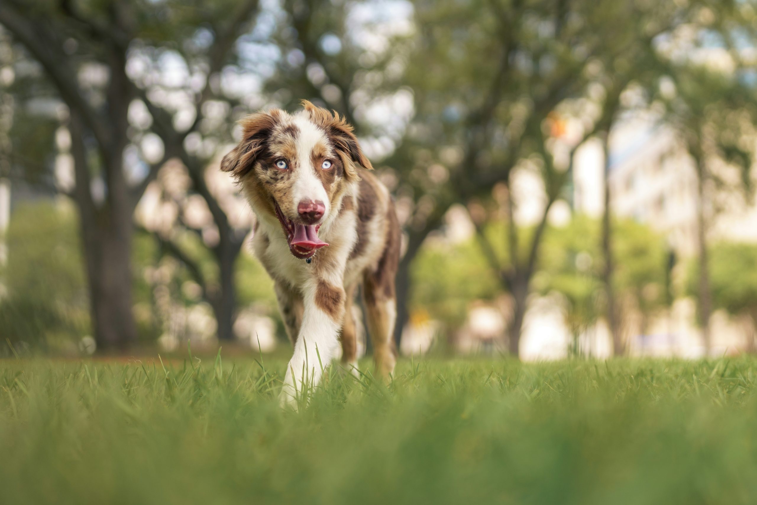 Online Vet in Santa Rosa CA
