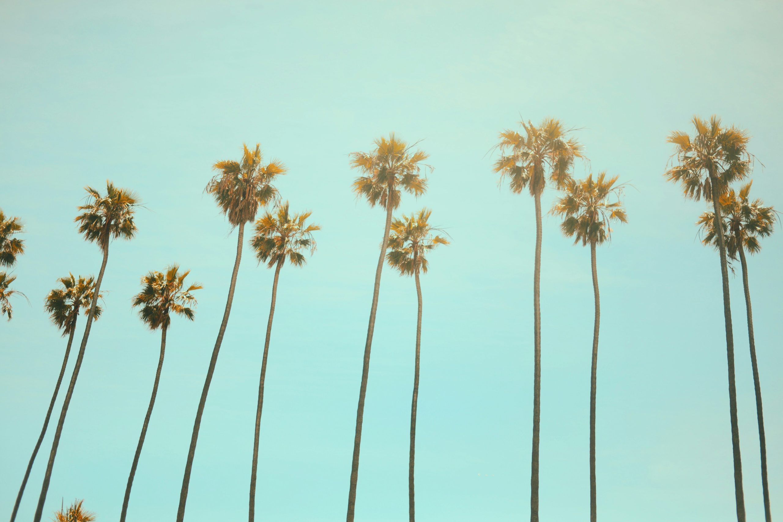 Online Vet in Oceanside CA