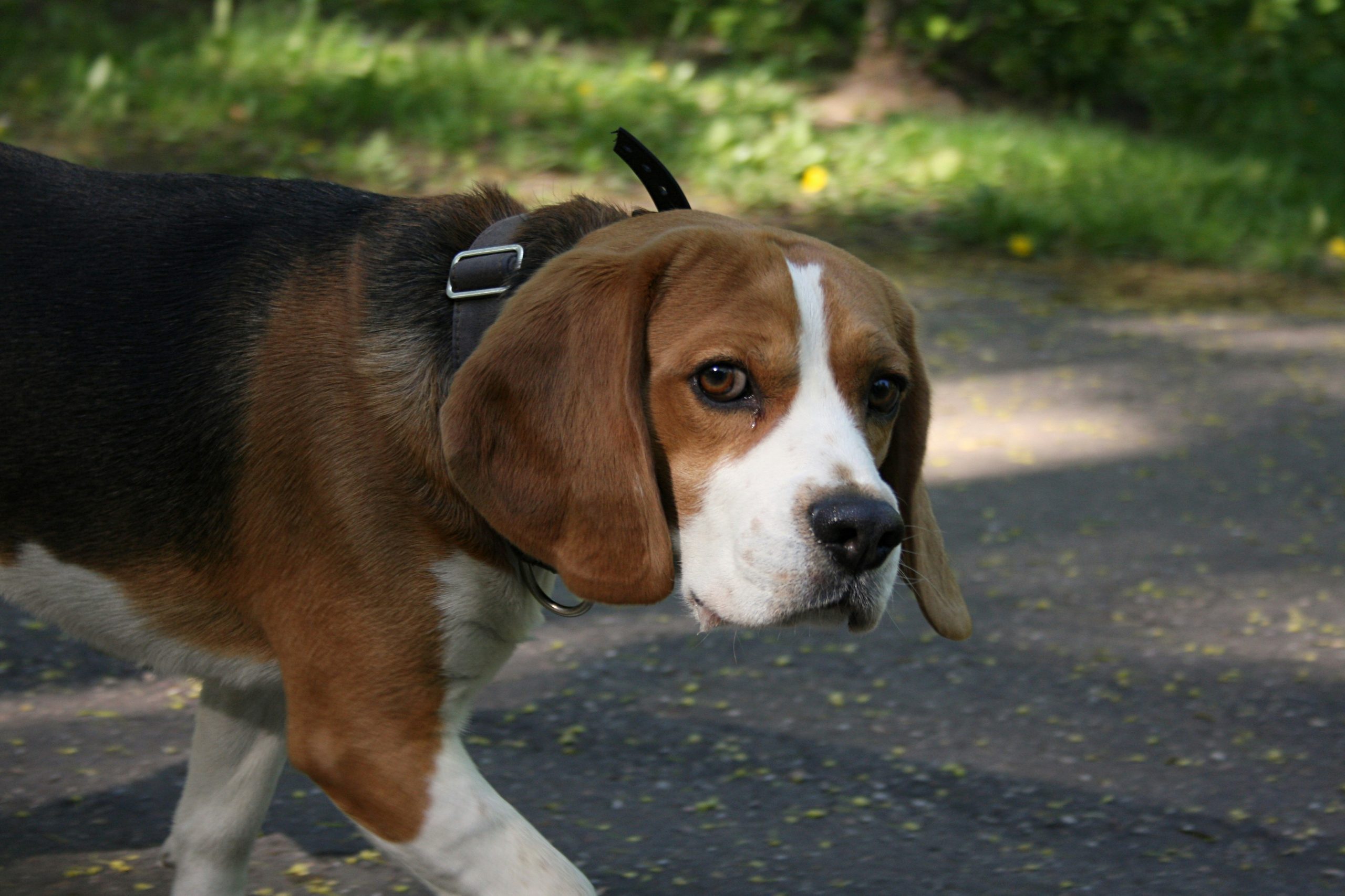Online Vet in Ontario CA