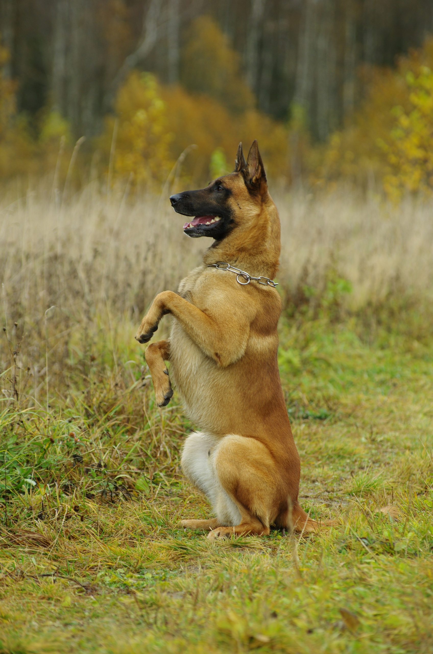 Online Vet in Corona CA