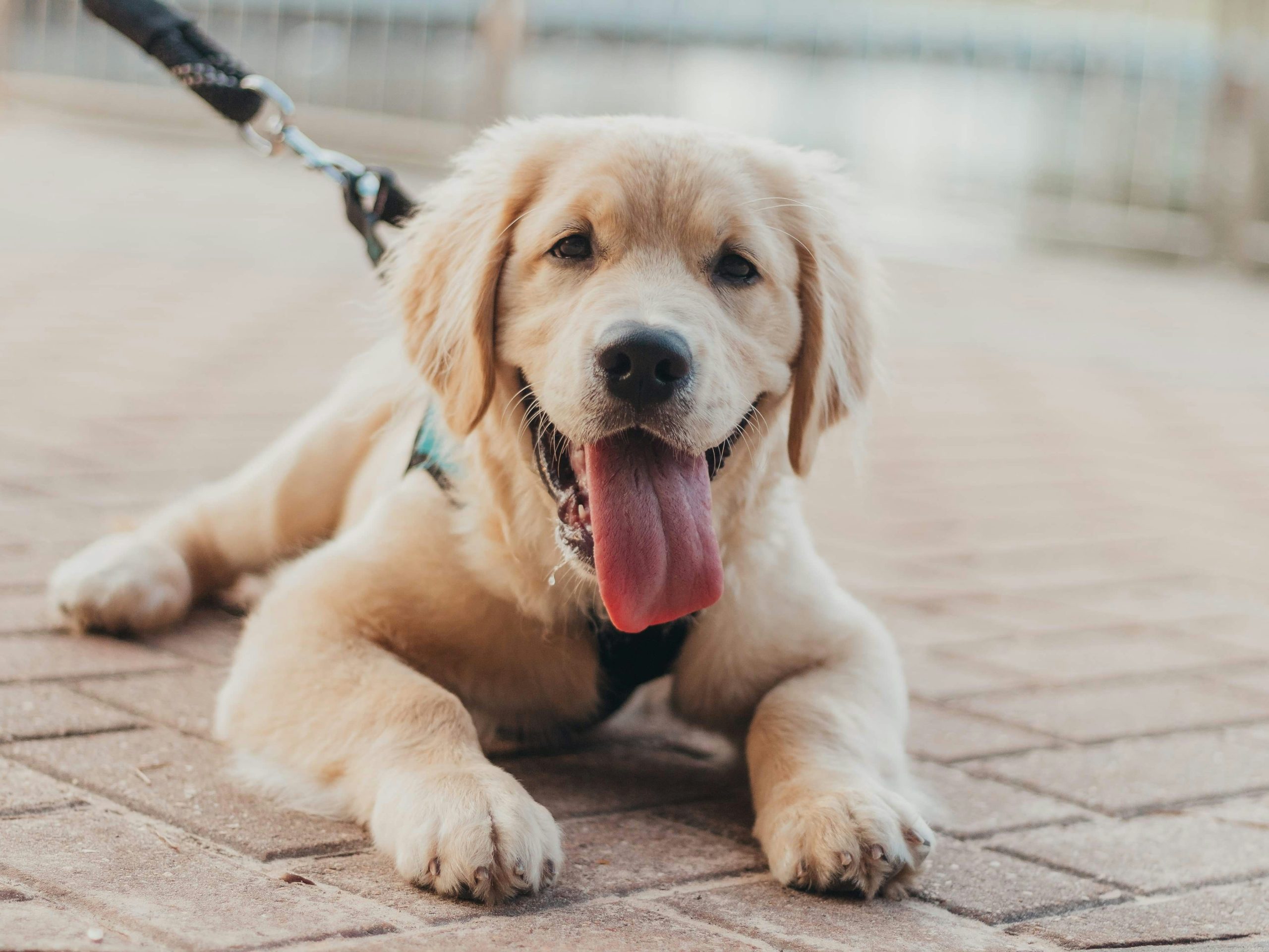 Online Vet in Mobile Alabama