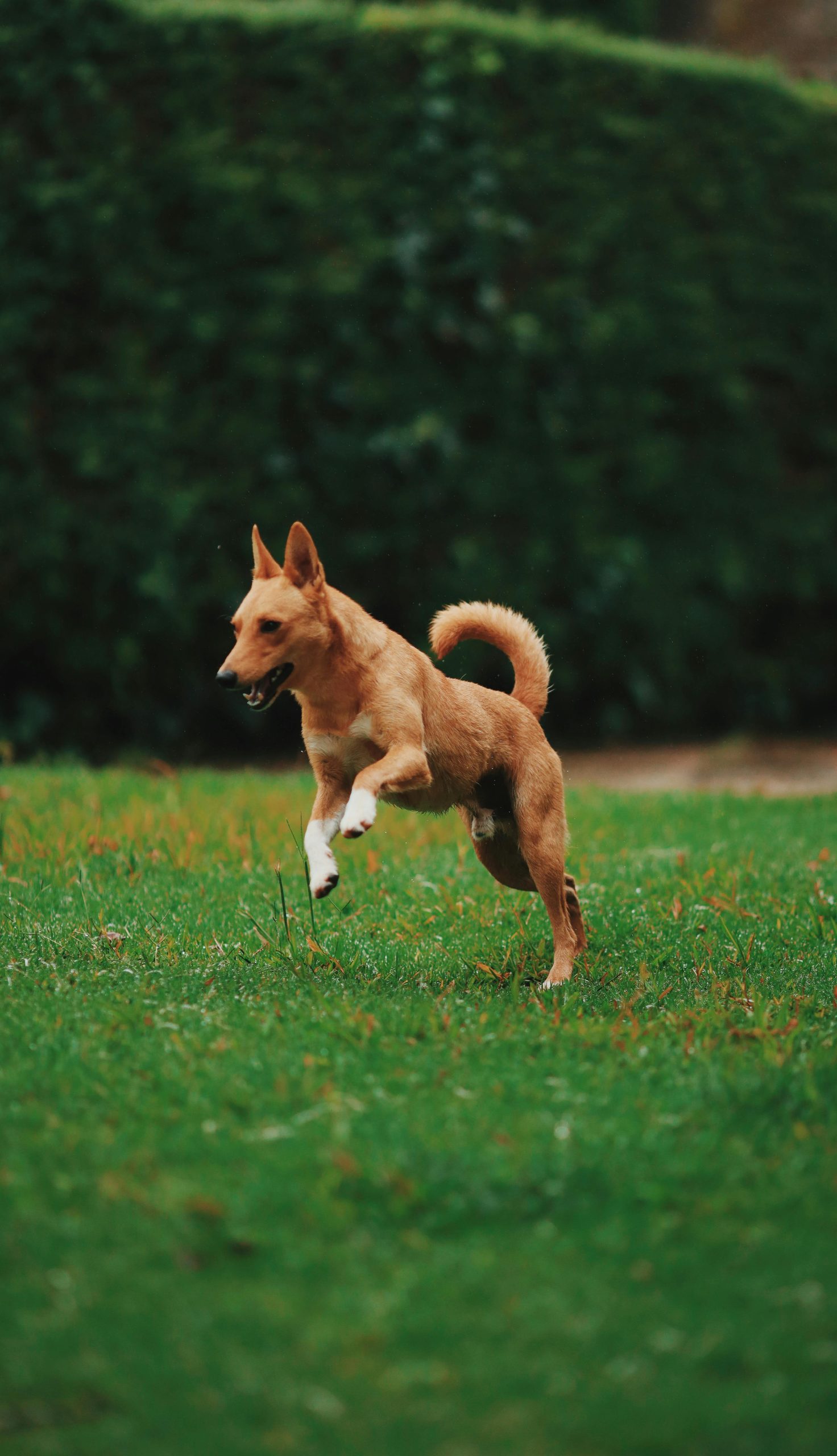 Online Vet in Fort Collins CO