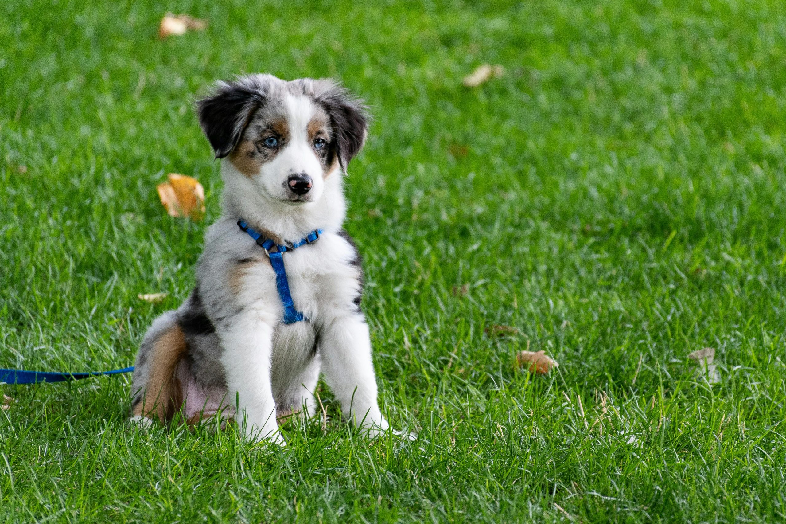 Online Vet in Paterson NJ