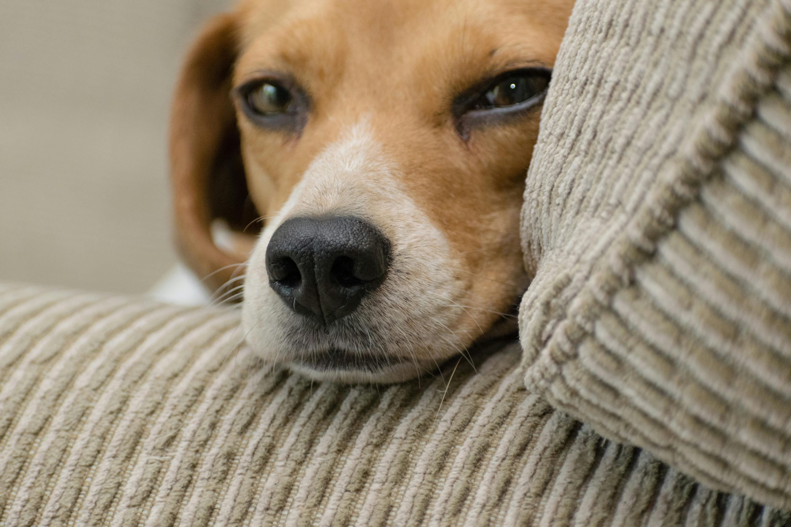 Online Vet in Mobile Alabama