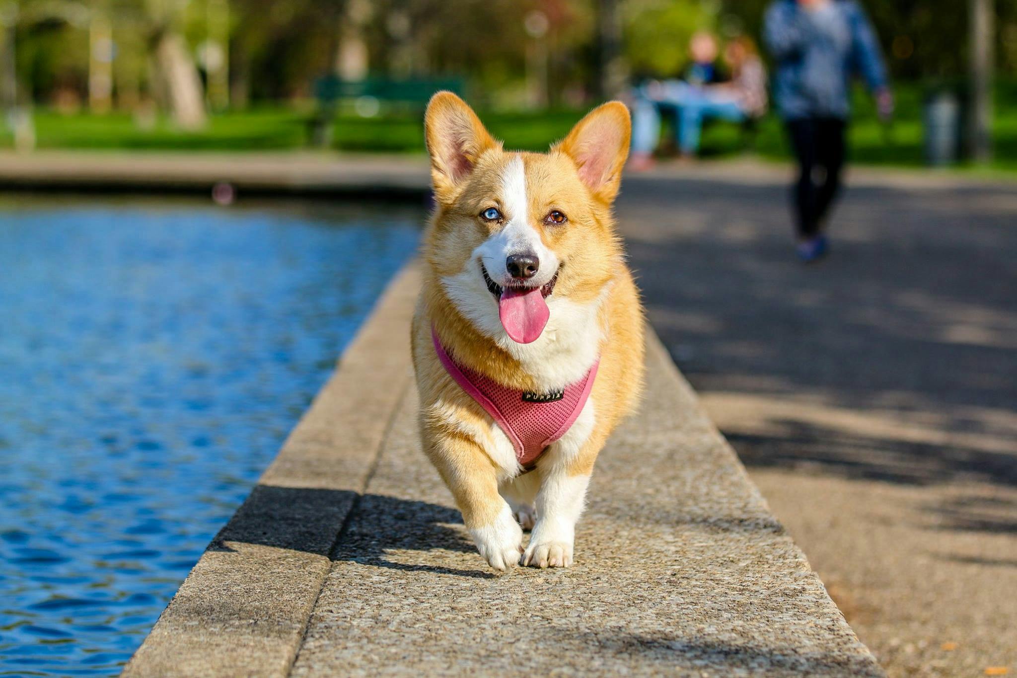 Online Vet in Lancaster CA