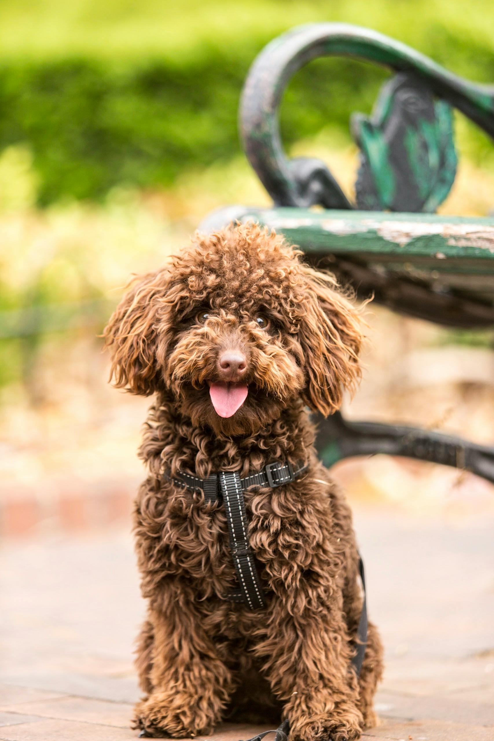 Online Vet in Paterson NJ