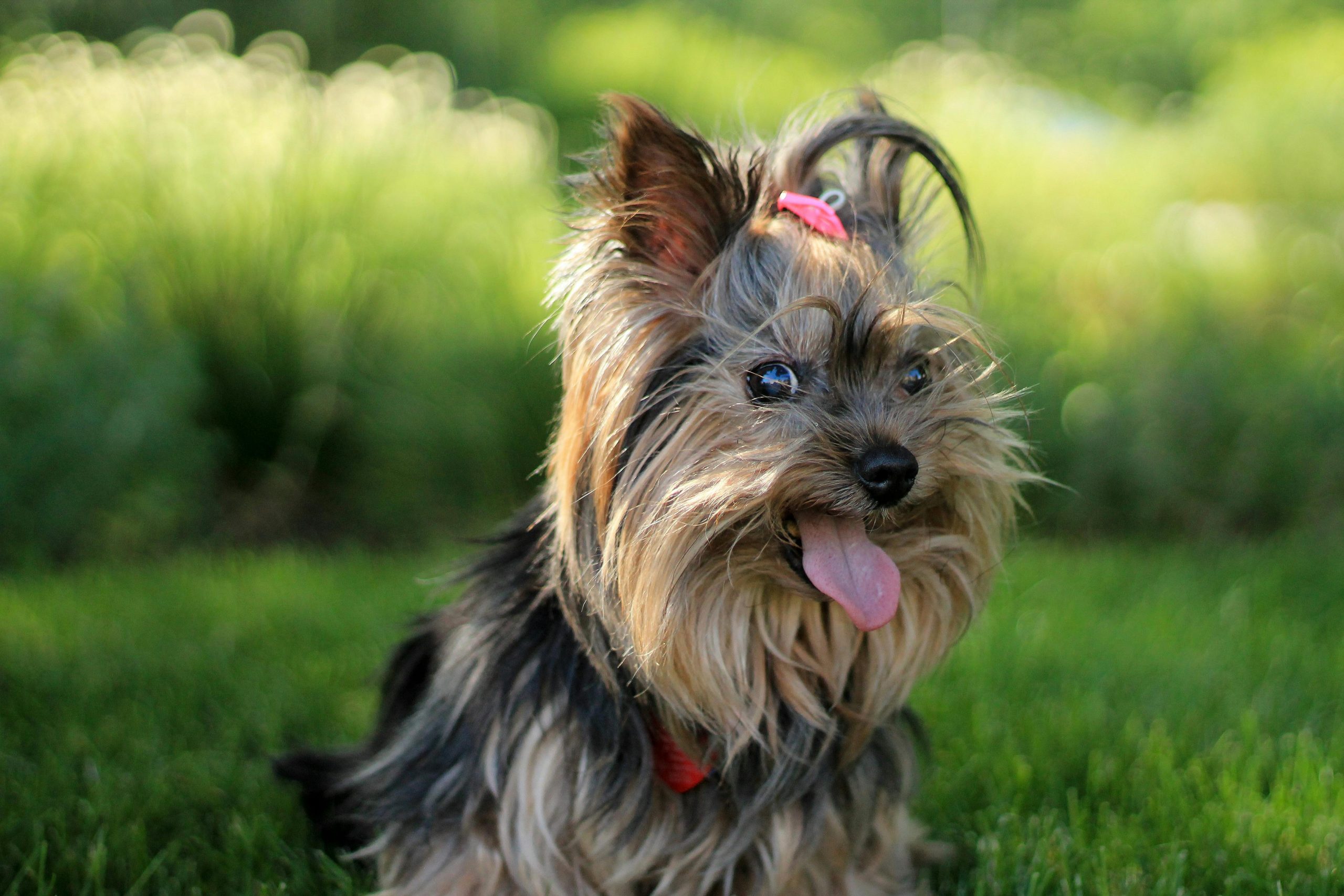 Online Vet in Mobile Alabama