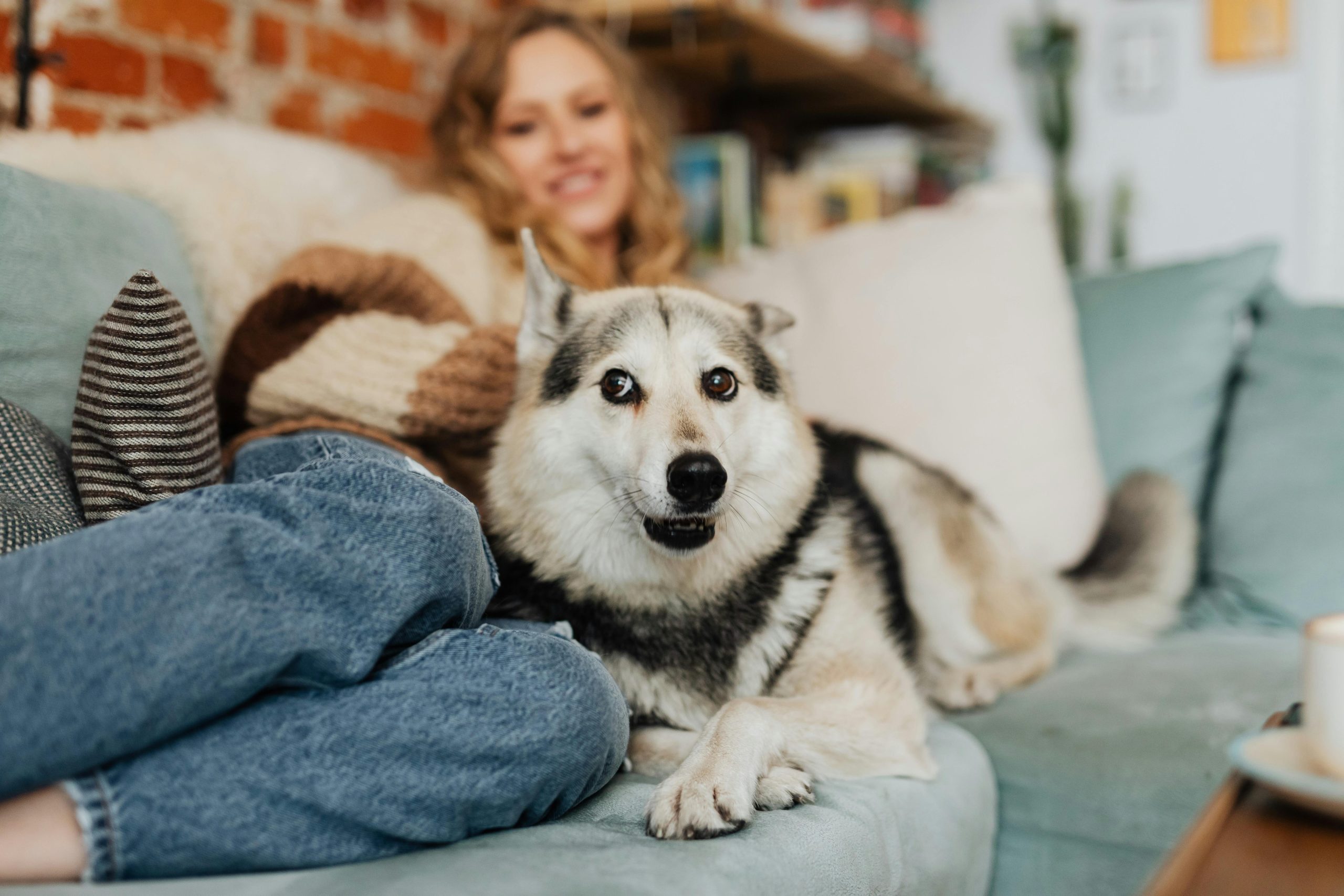 Online Vet in Tempe AZ