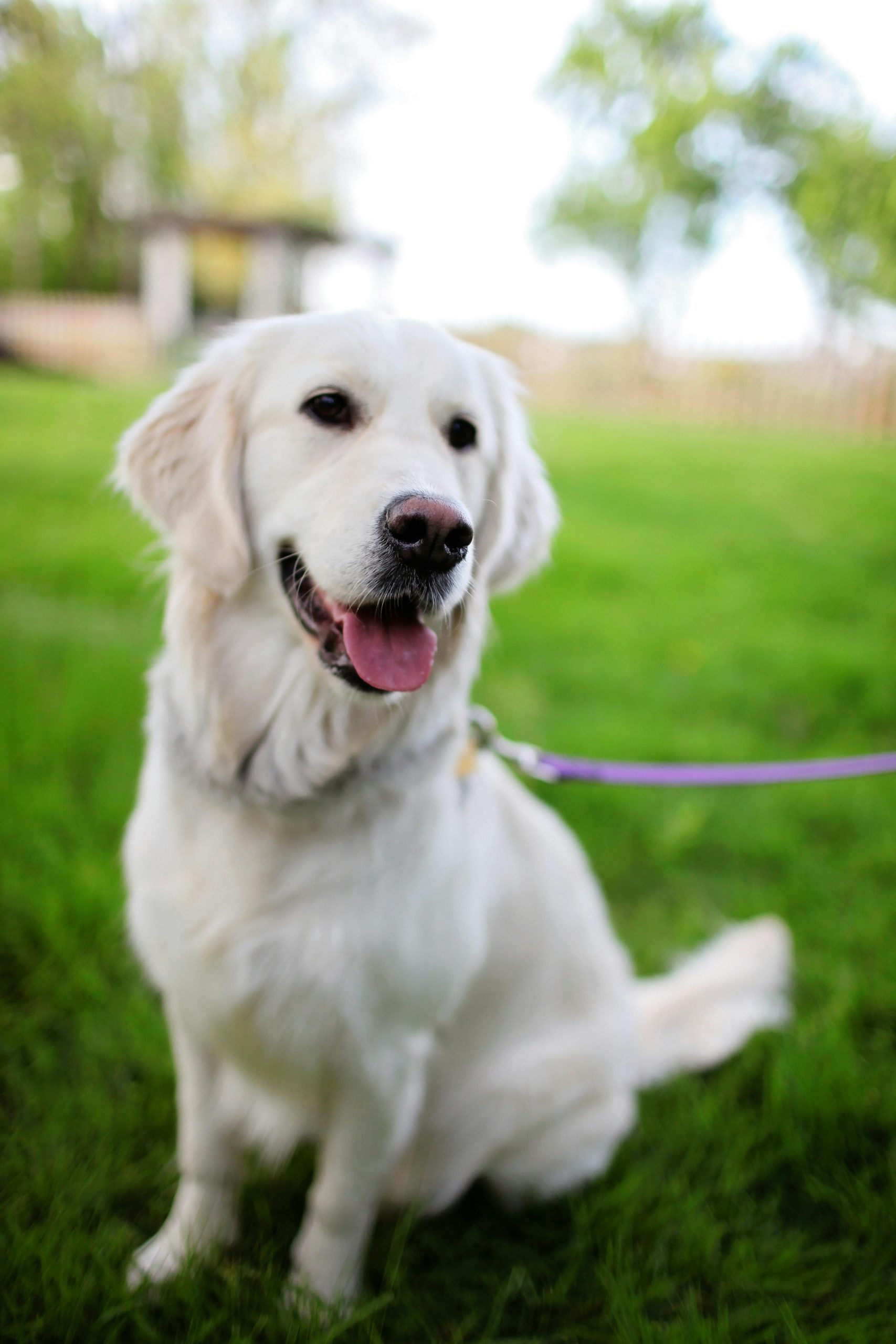 Online Vet in Murfreesboro TN