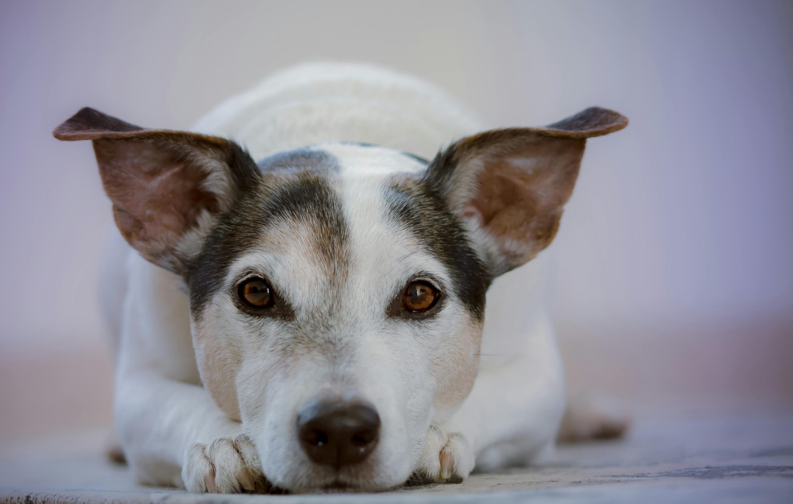 Online Vet in Murfreesboro TN