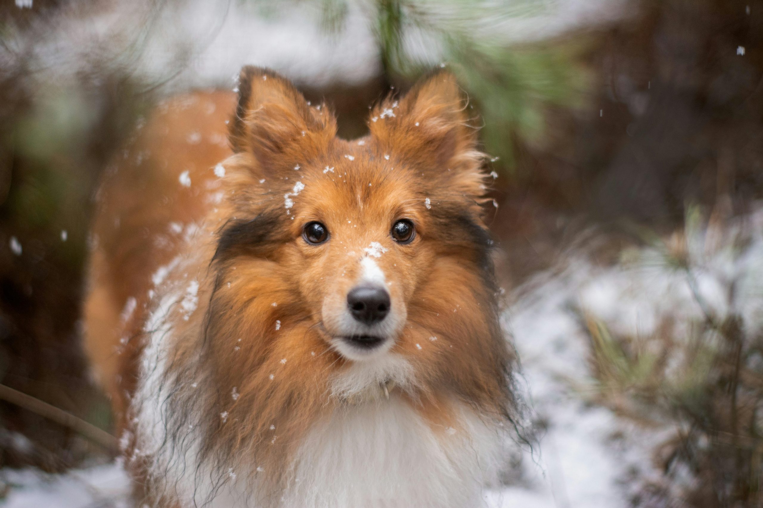 Online Vet in Shreveport LA