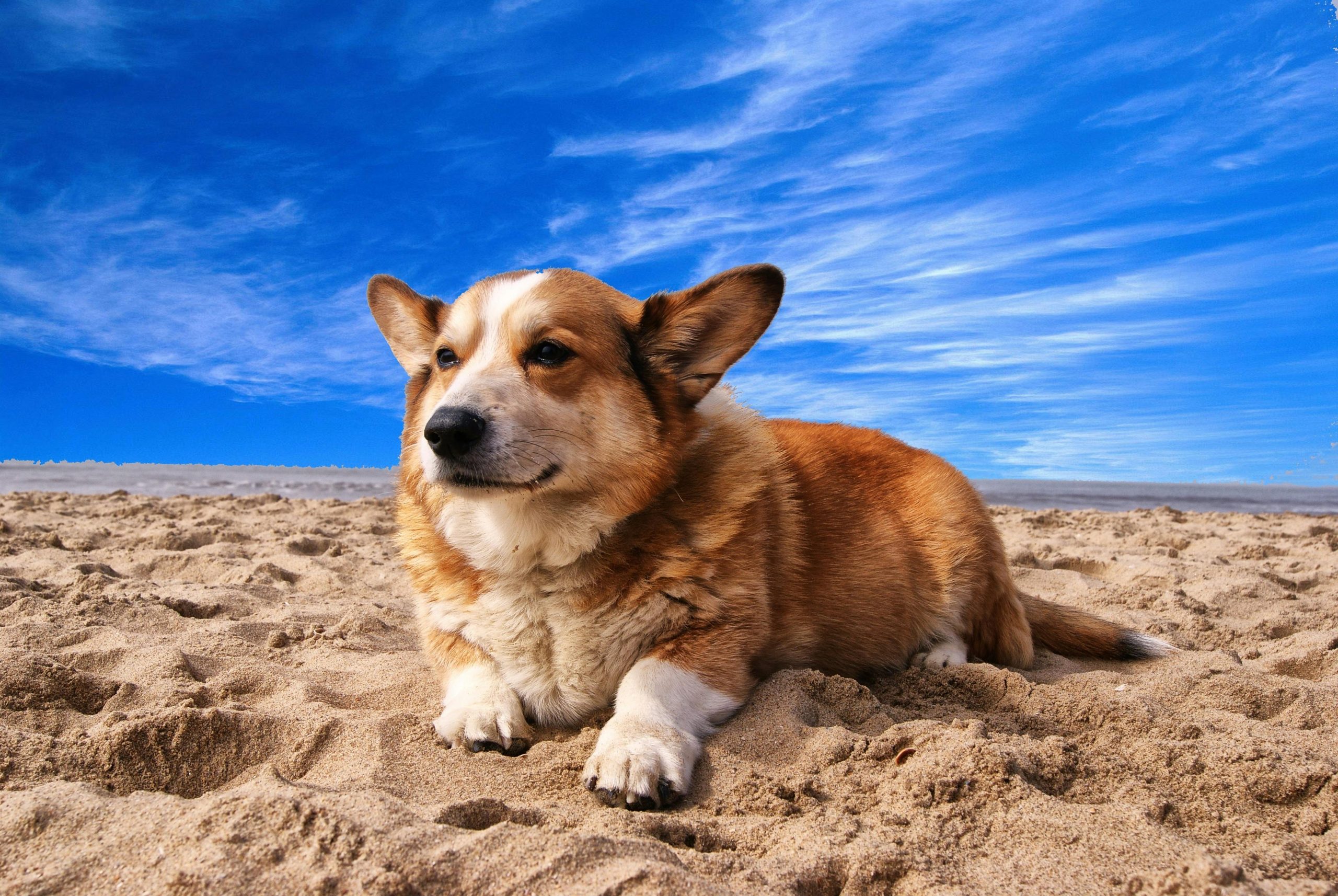 Online Vet in Fort Collins CO