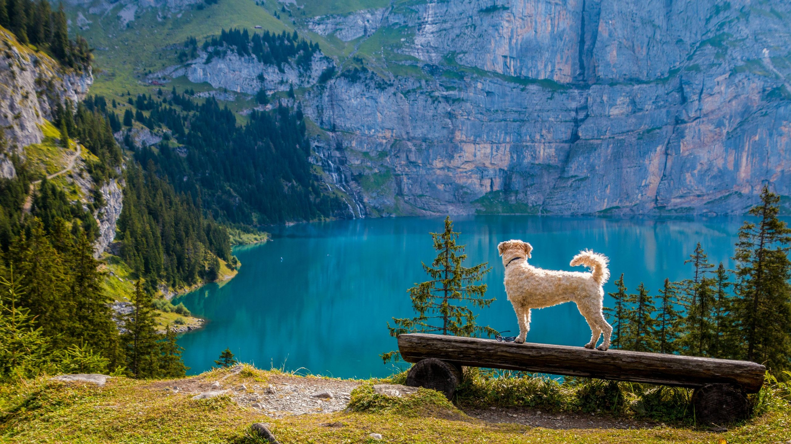 Online Vet in Fort Collins CO
