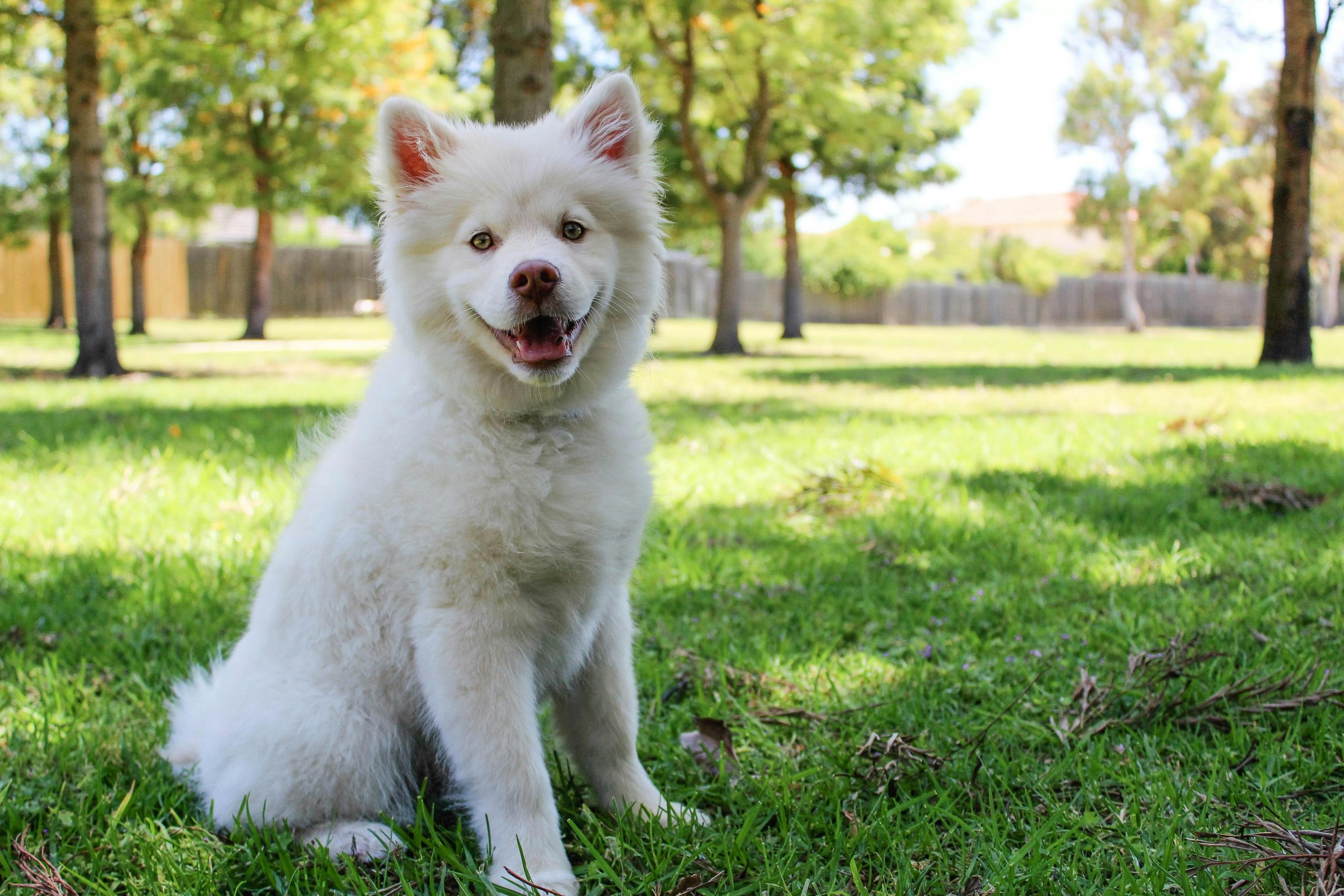 Online Vet in Hayward CA