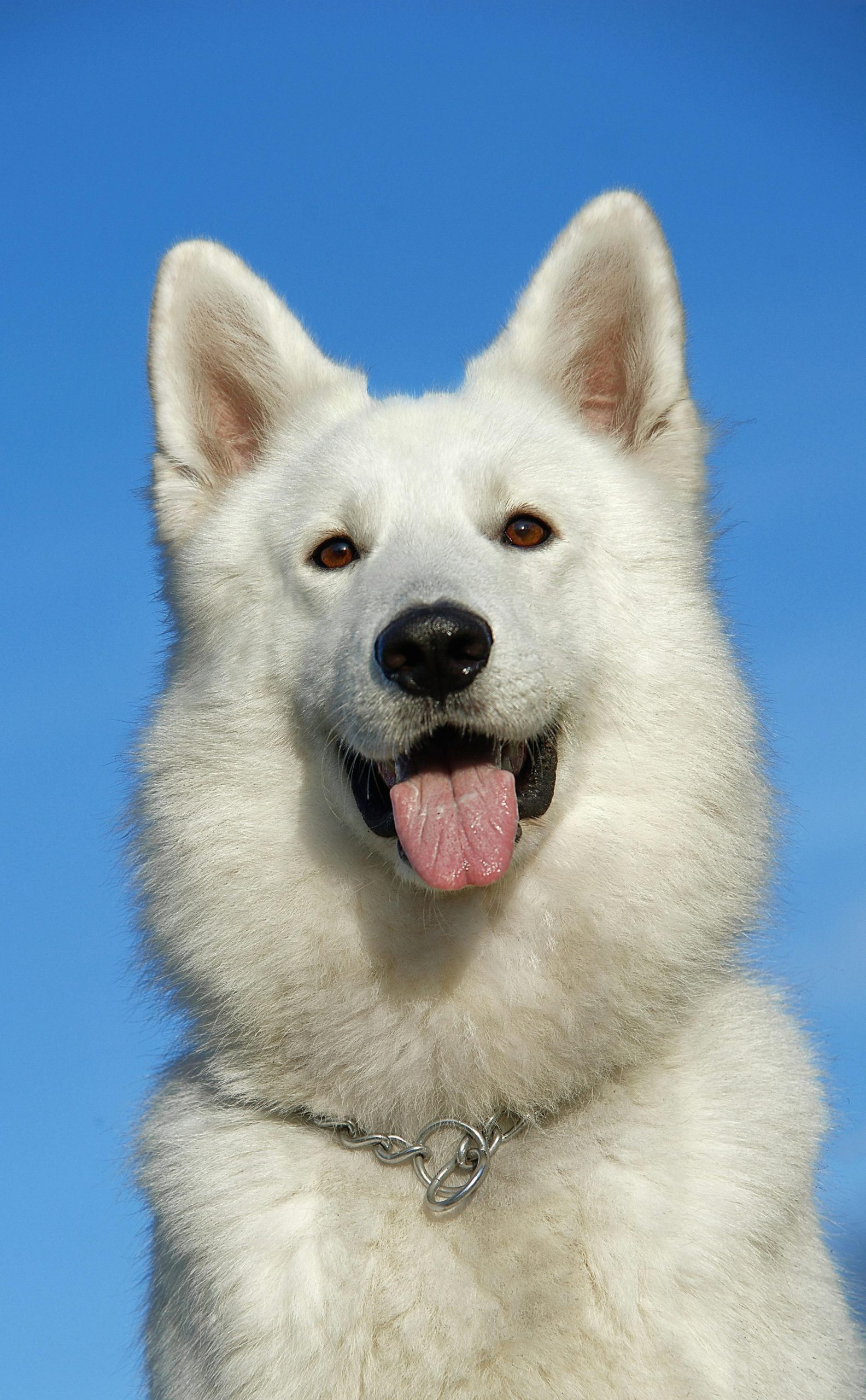 Online Vet in Pembroke Pines FL