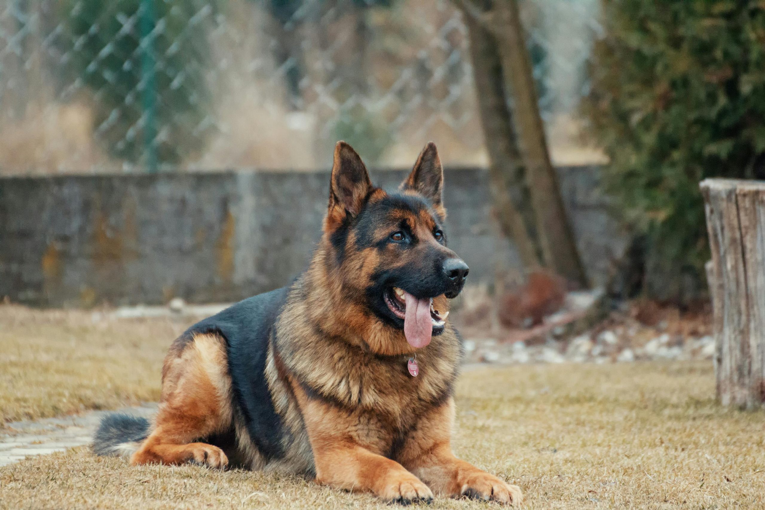 Online Vet in Brownsville TX
