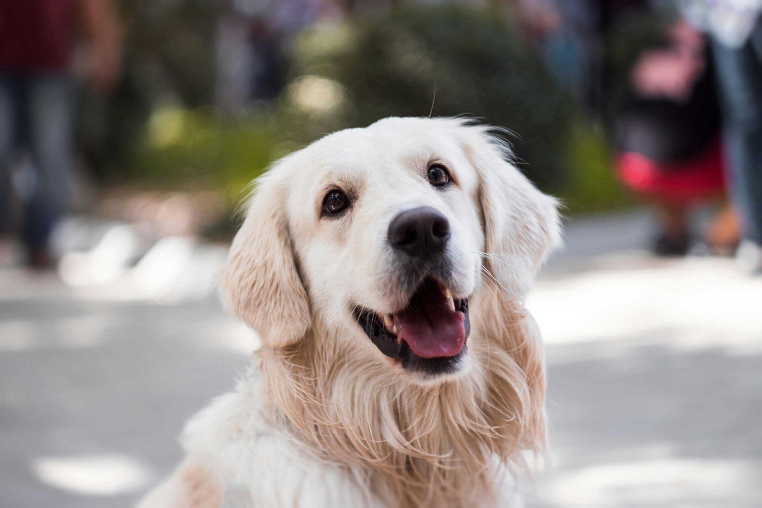 Online Vet in Springfield MO