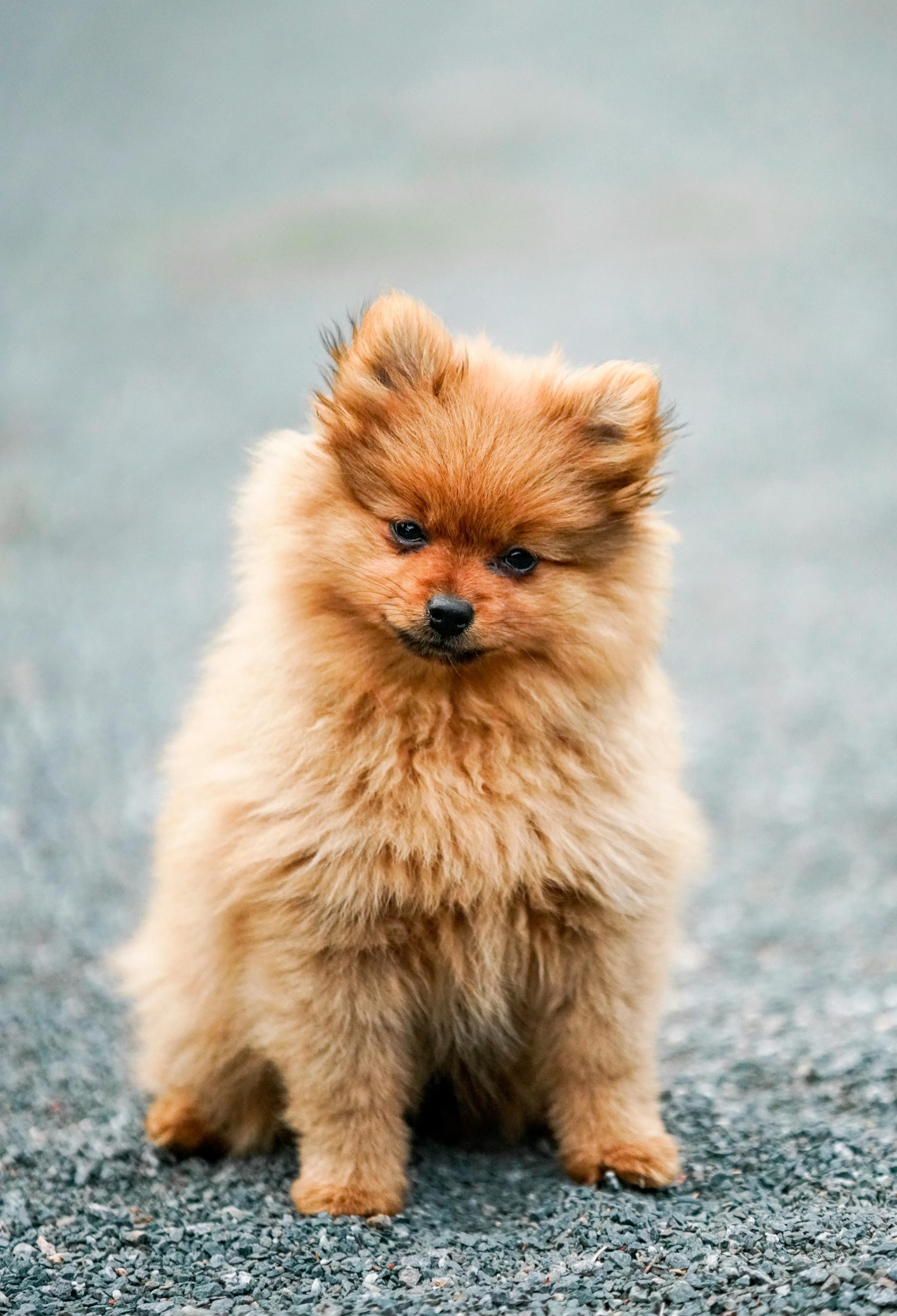 Online Vet in Palmdale CA