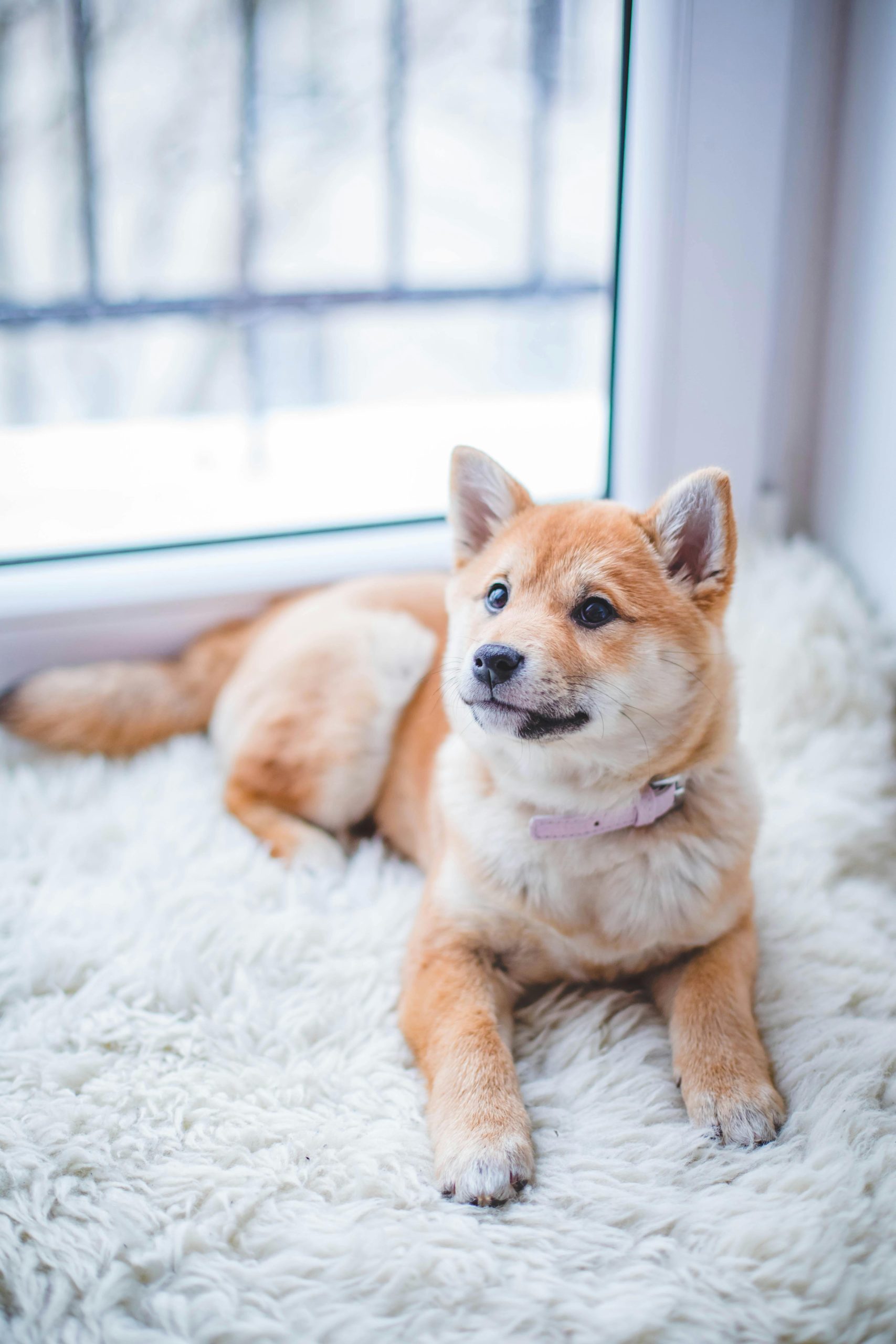 Online Vet Providence RI