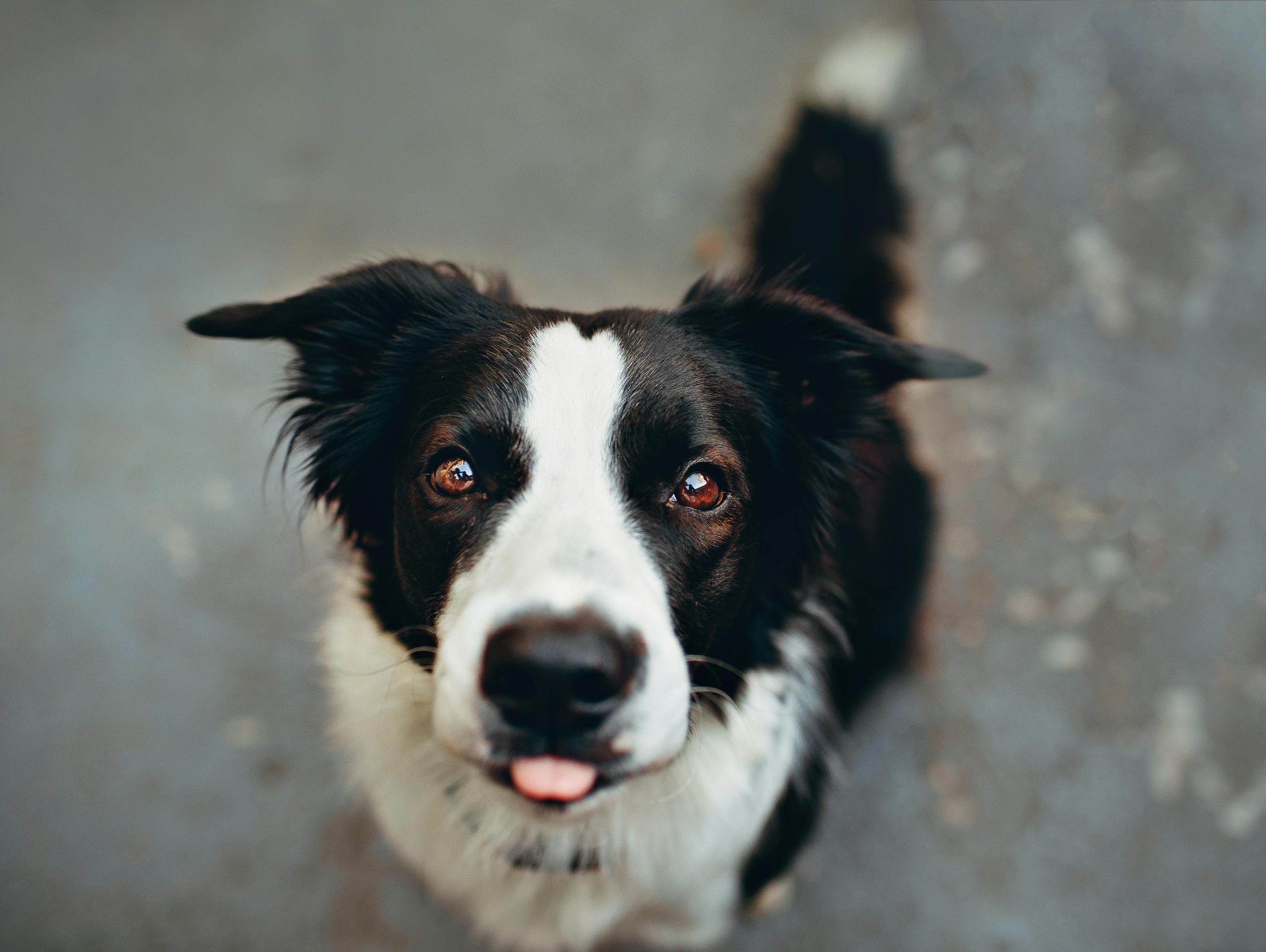 Online Vet Providence RI