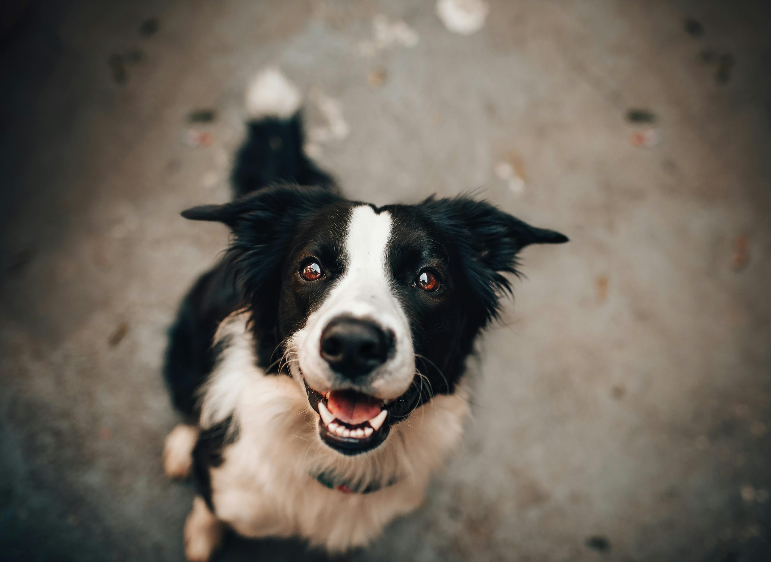Online Vet in Corona CA