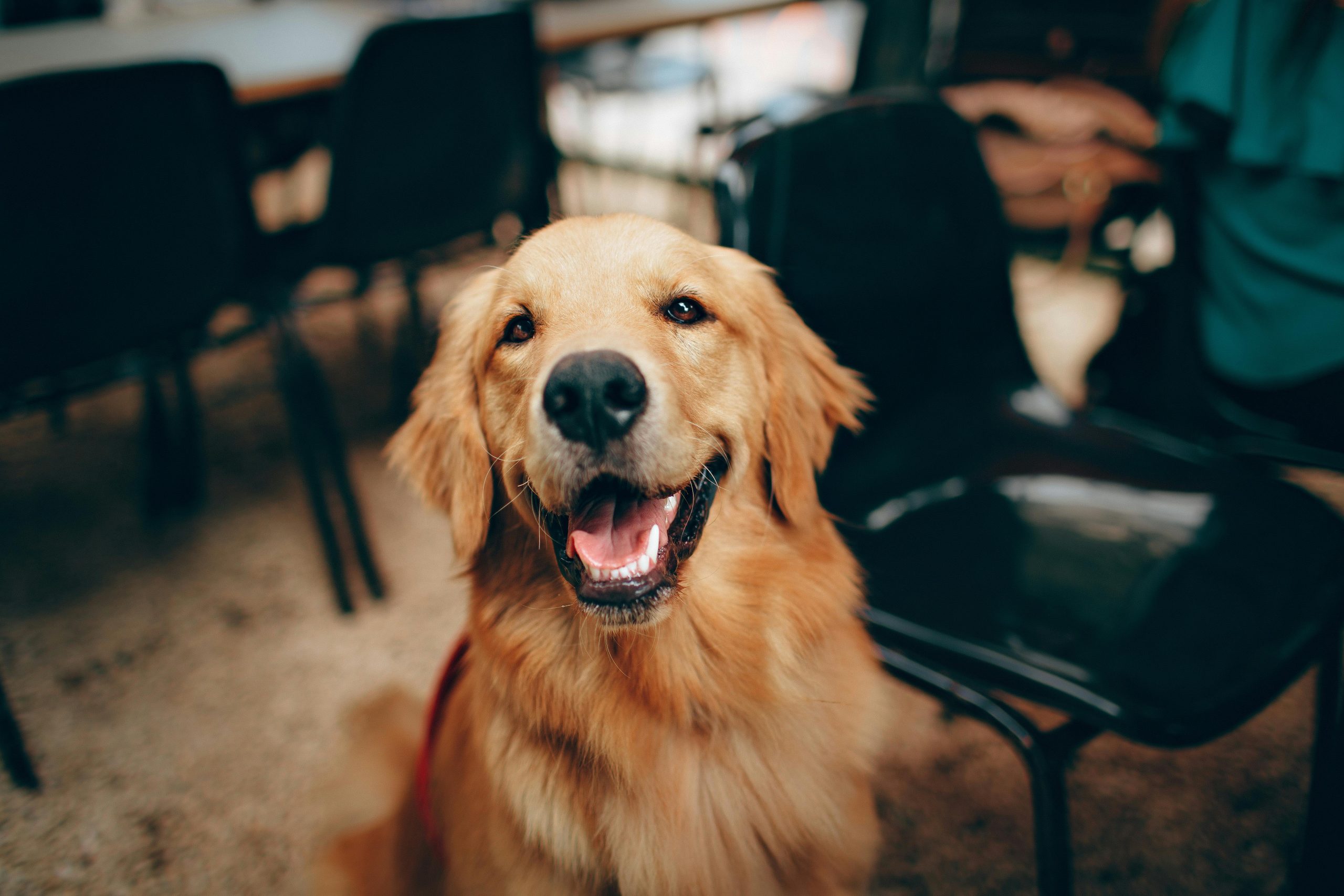 Online Vet in Lancaster CA